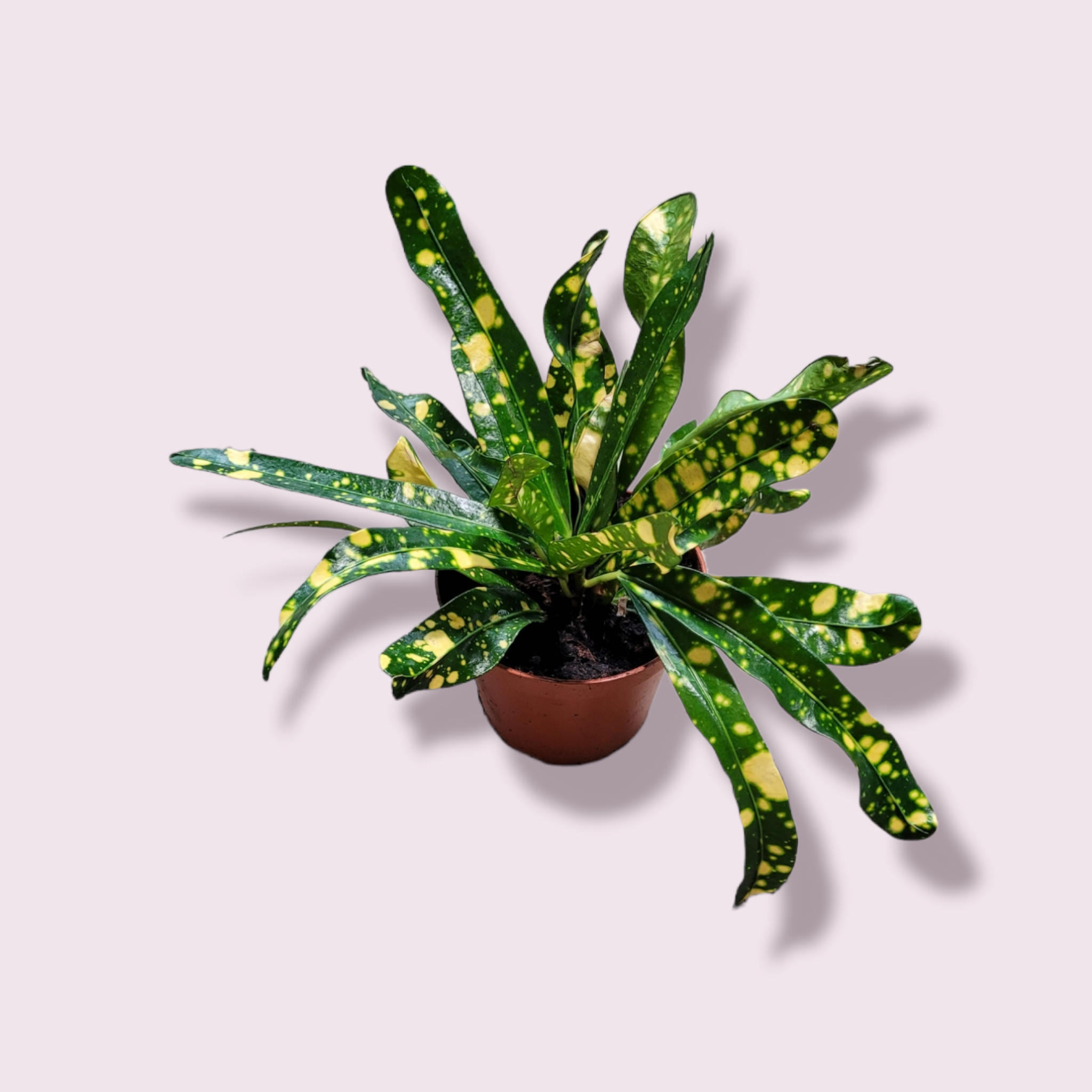 Codiaeum variegatum &