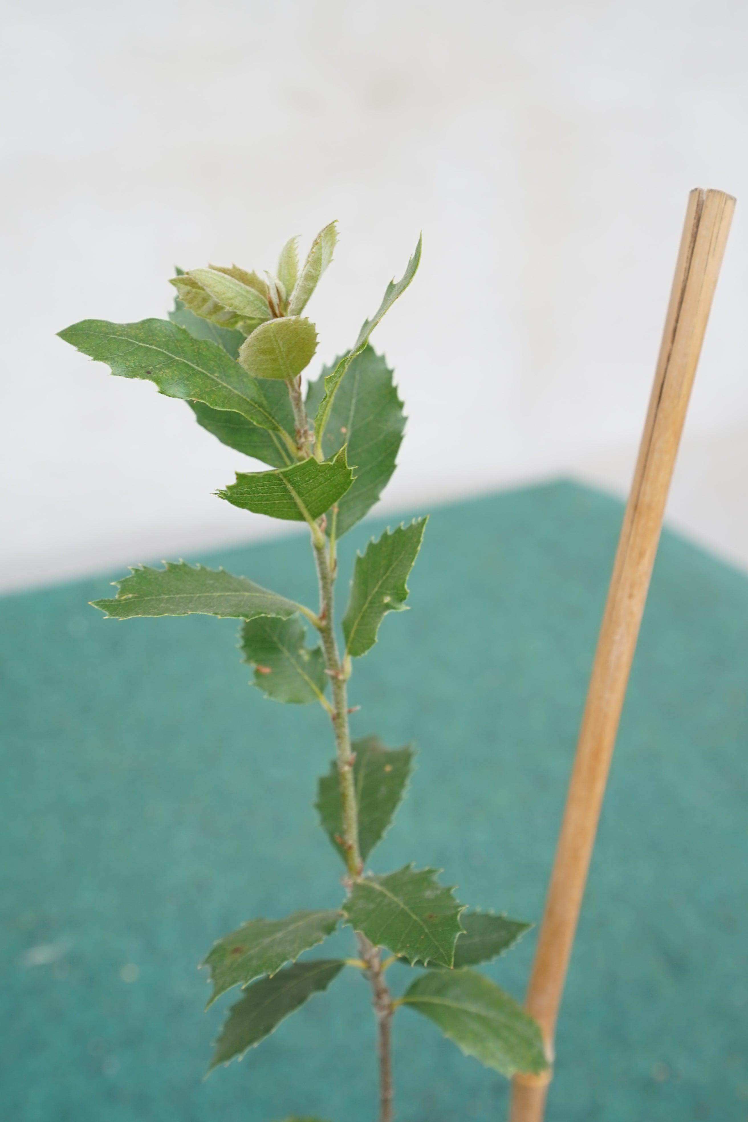 Quercus ilex - Steineiche - Image