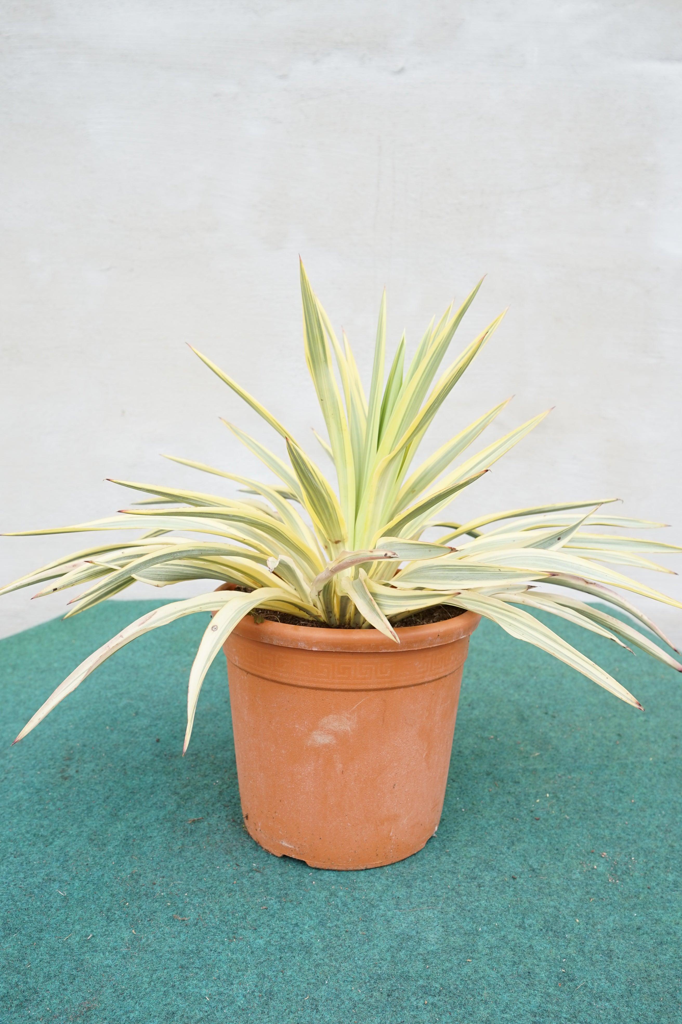 Yucca gloriosa &