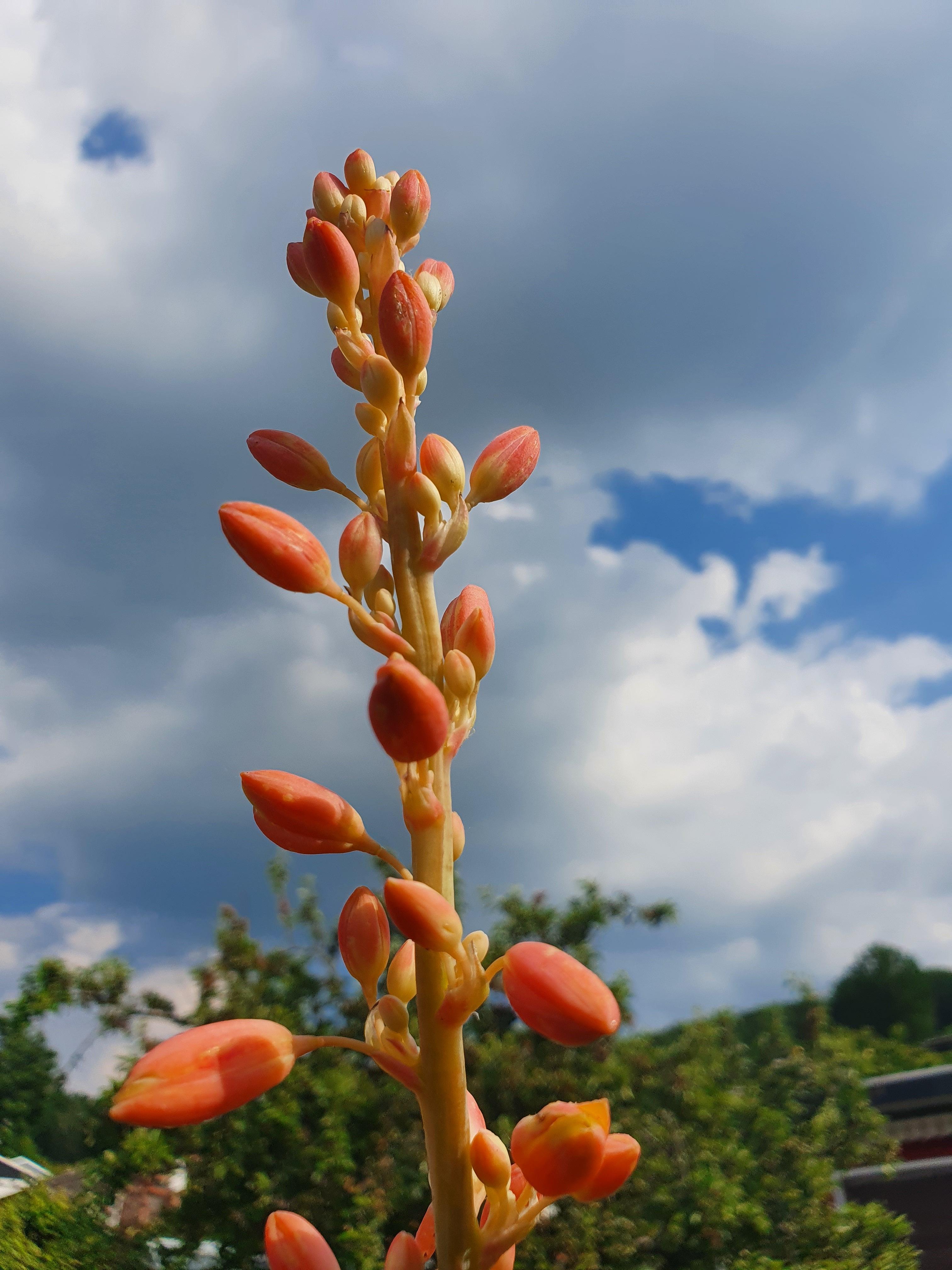 Hesperaloe parviflora - Stammlose Yucca - Image