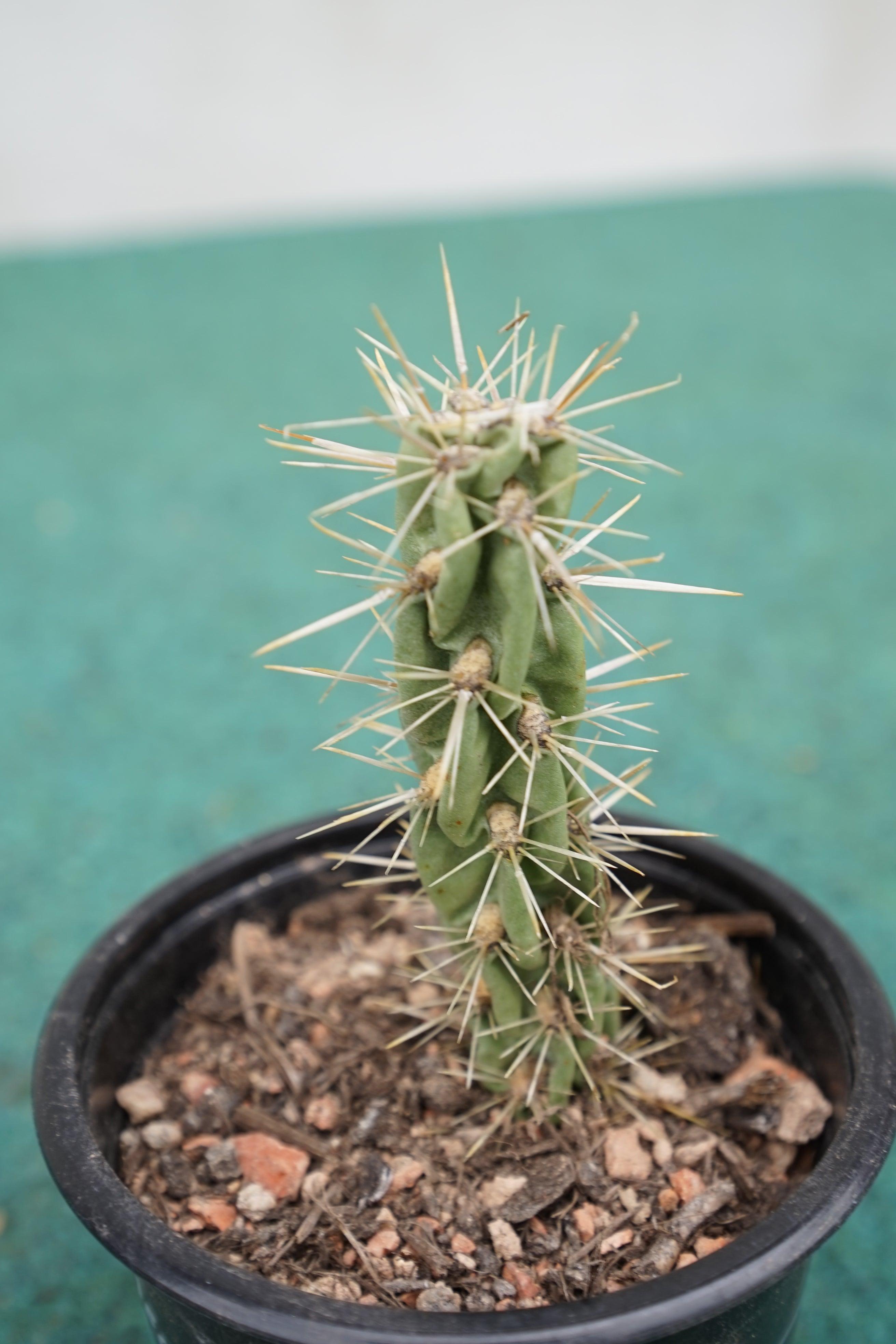Cylindropuntia imbricata - Zylindrischer Feigenkaktus - Image