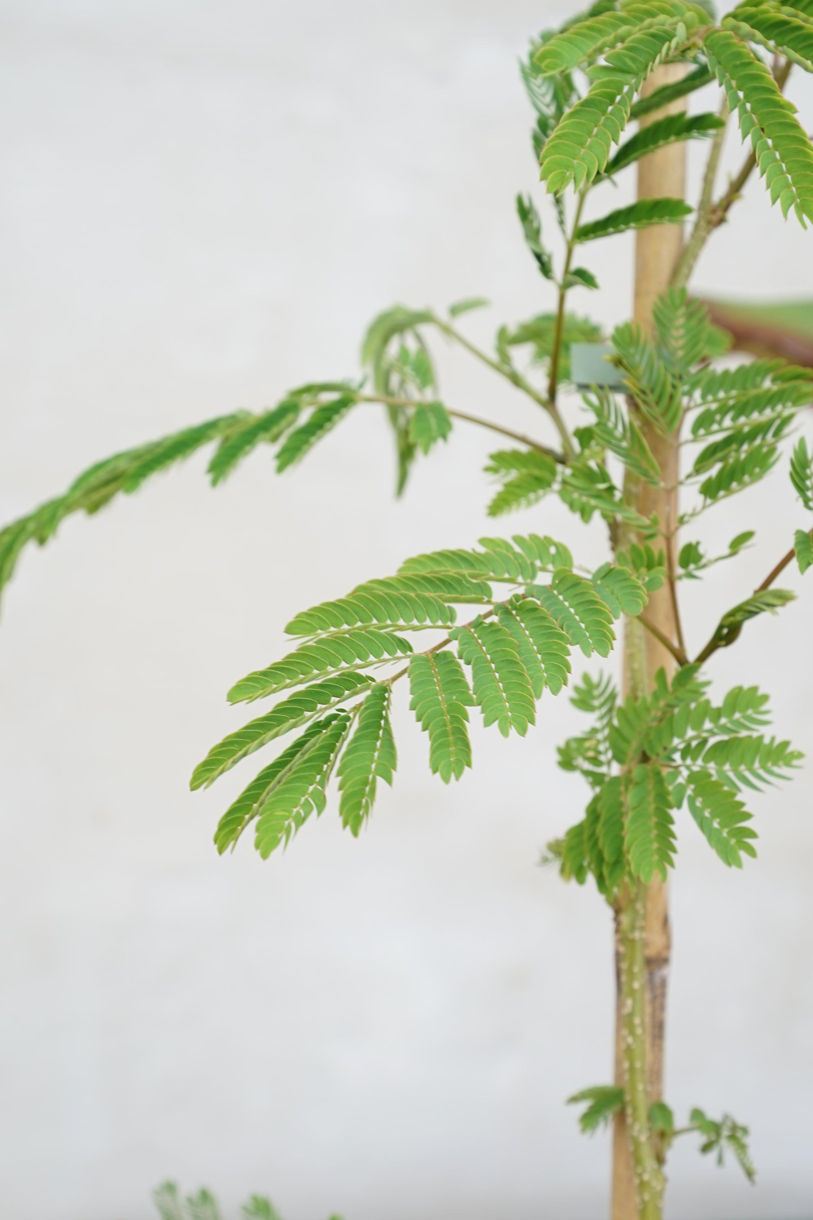 Albizia julibrissin &