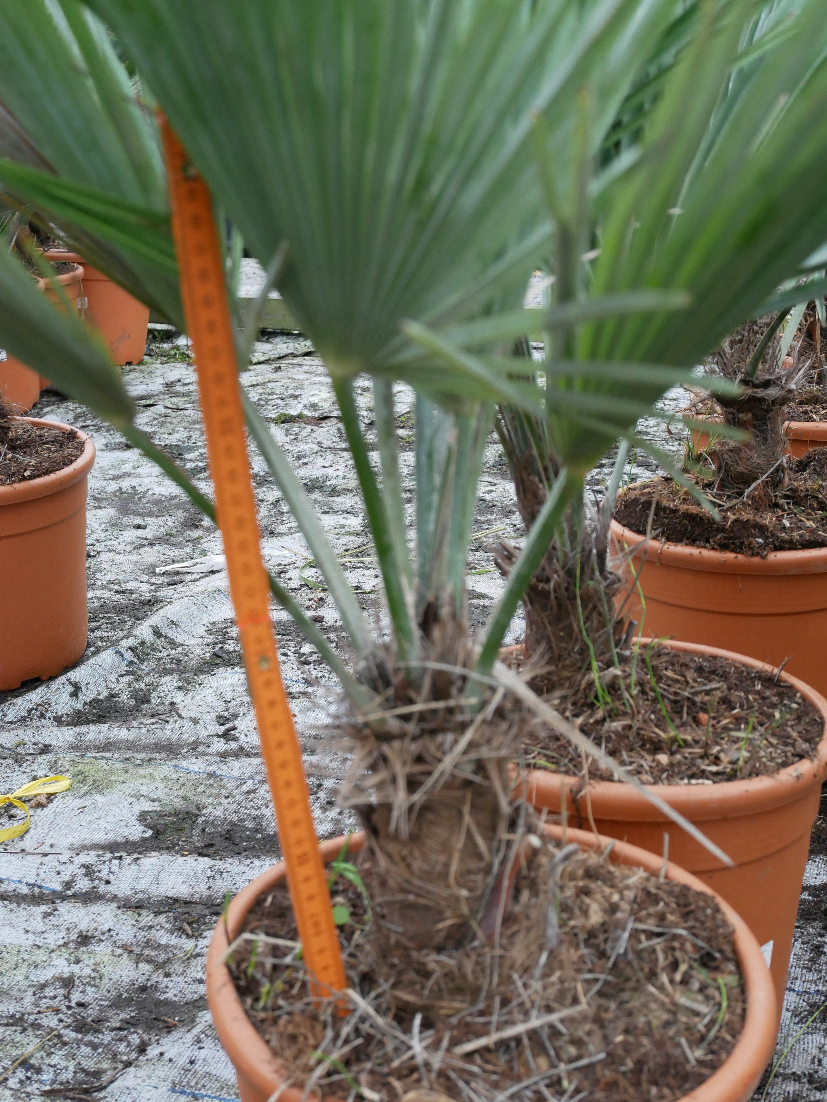 Trachycarpus princeps - Marmorhanfpalme Fächerpalmen Sachsenpalmen 