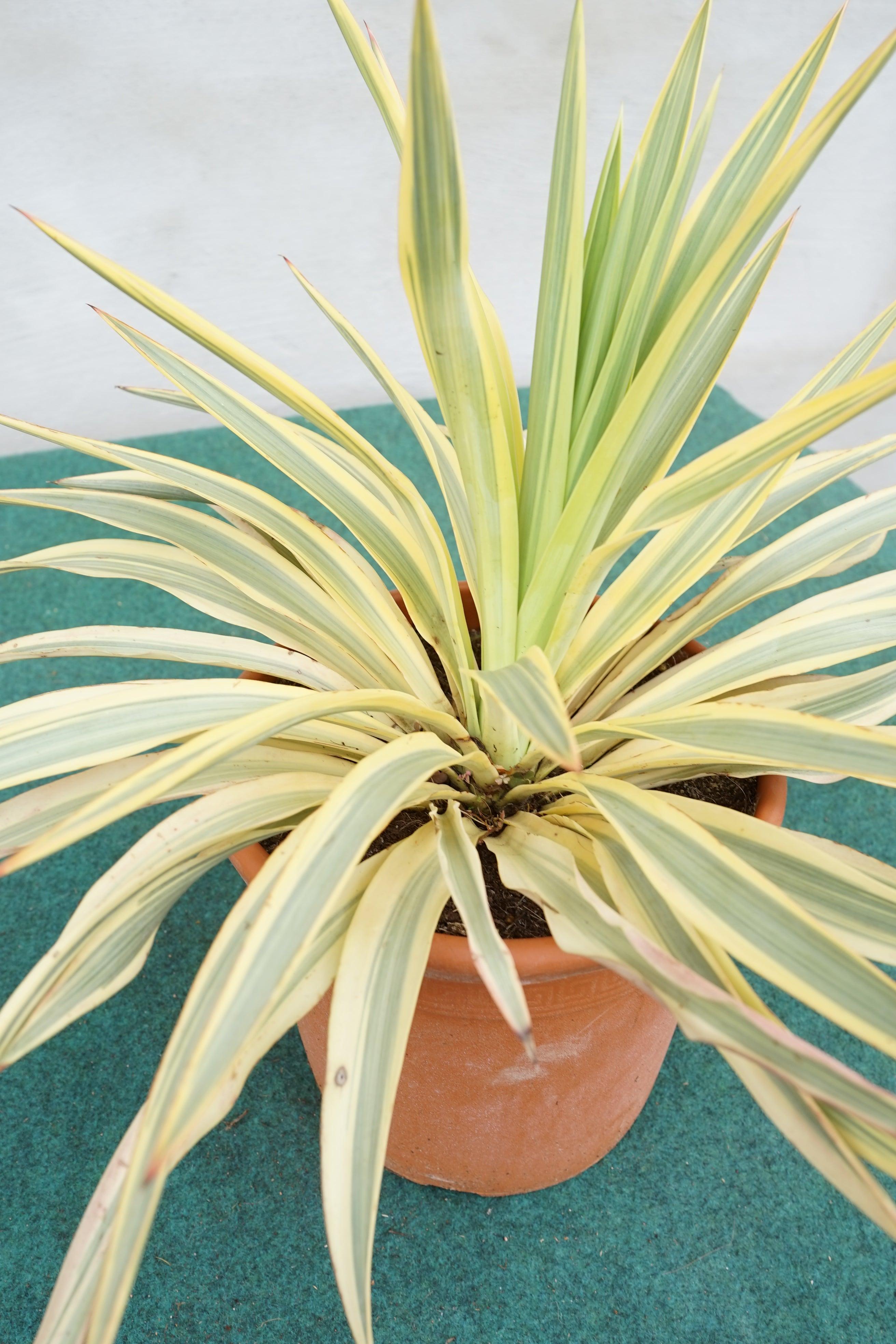 Yucca gloriosa &