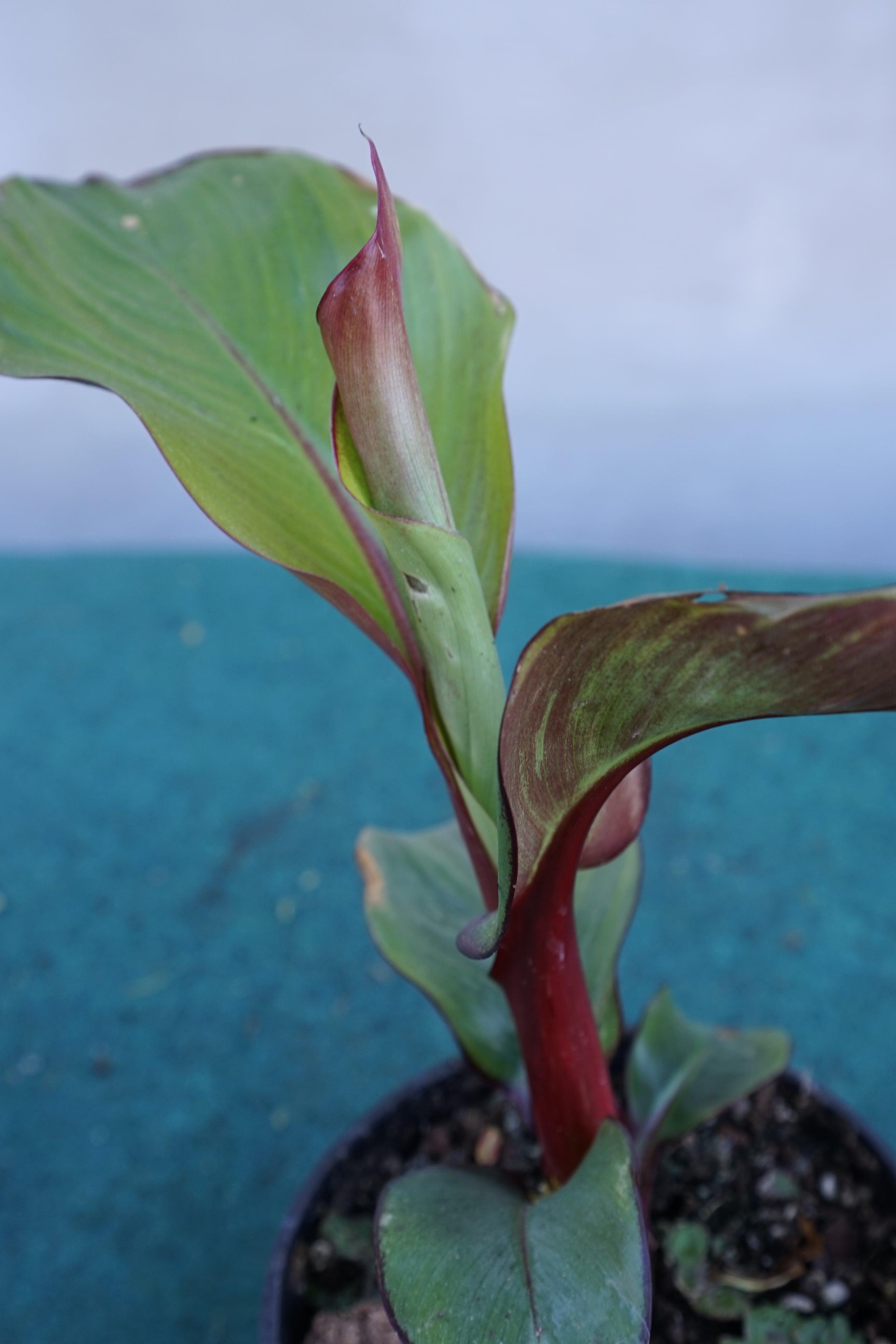 Ensete ventricosum Maurelii - Abyssian Banane - Image