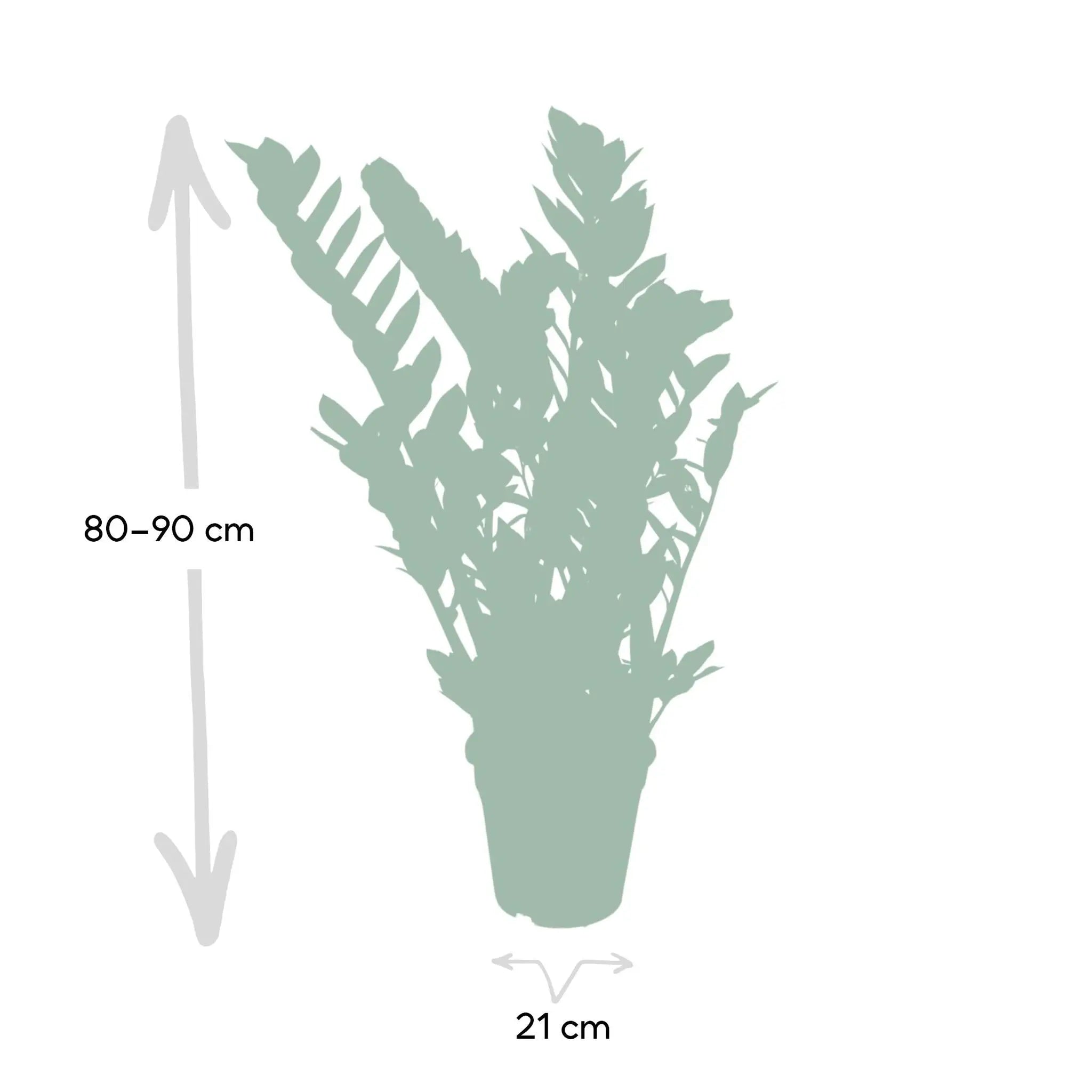 Zamioculcas Zamiifolia - Emerald palm - 80cm - Ø21 - Image