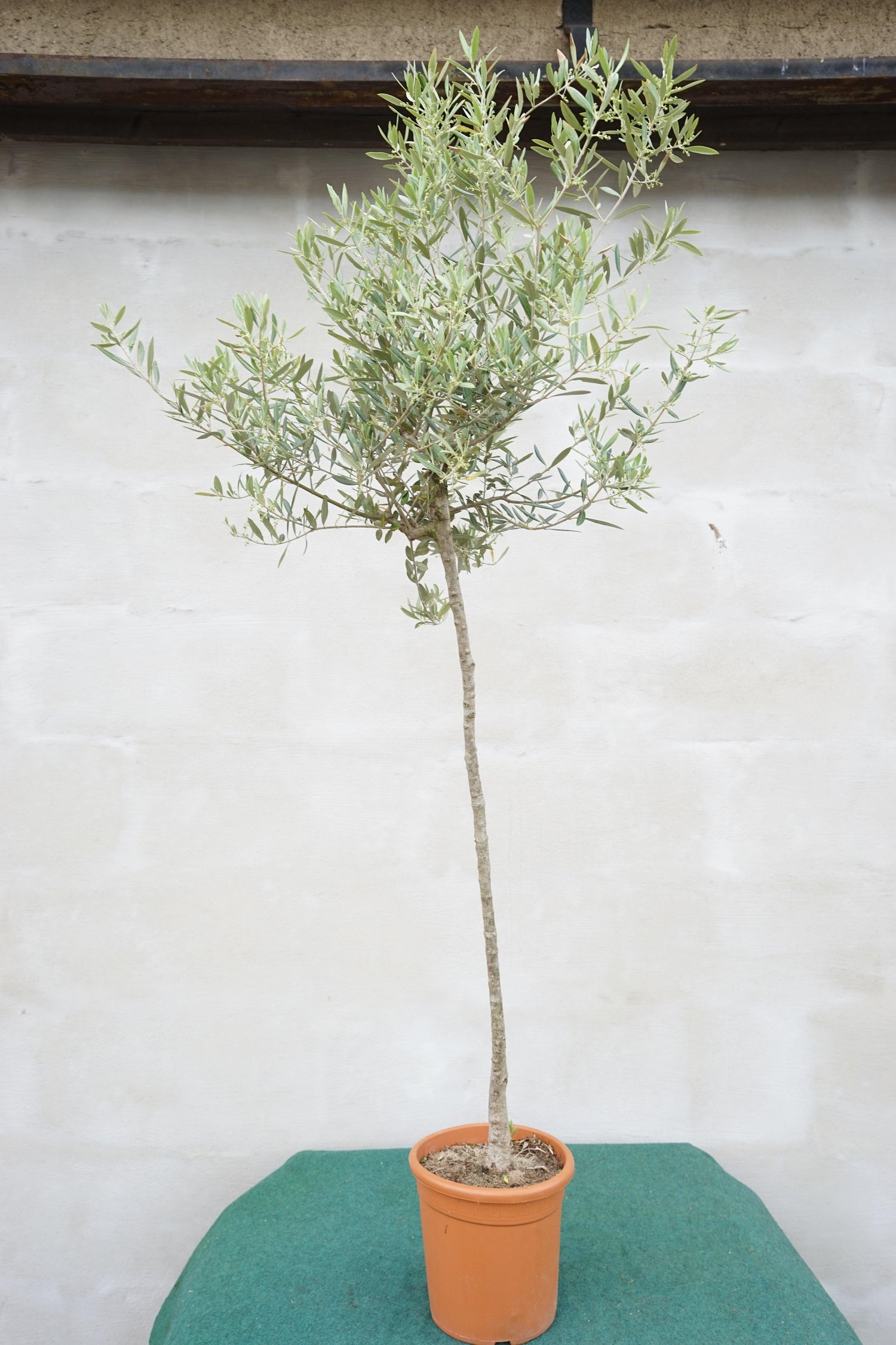 Olea europea - Olivenbaum Ölbaum - Image