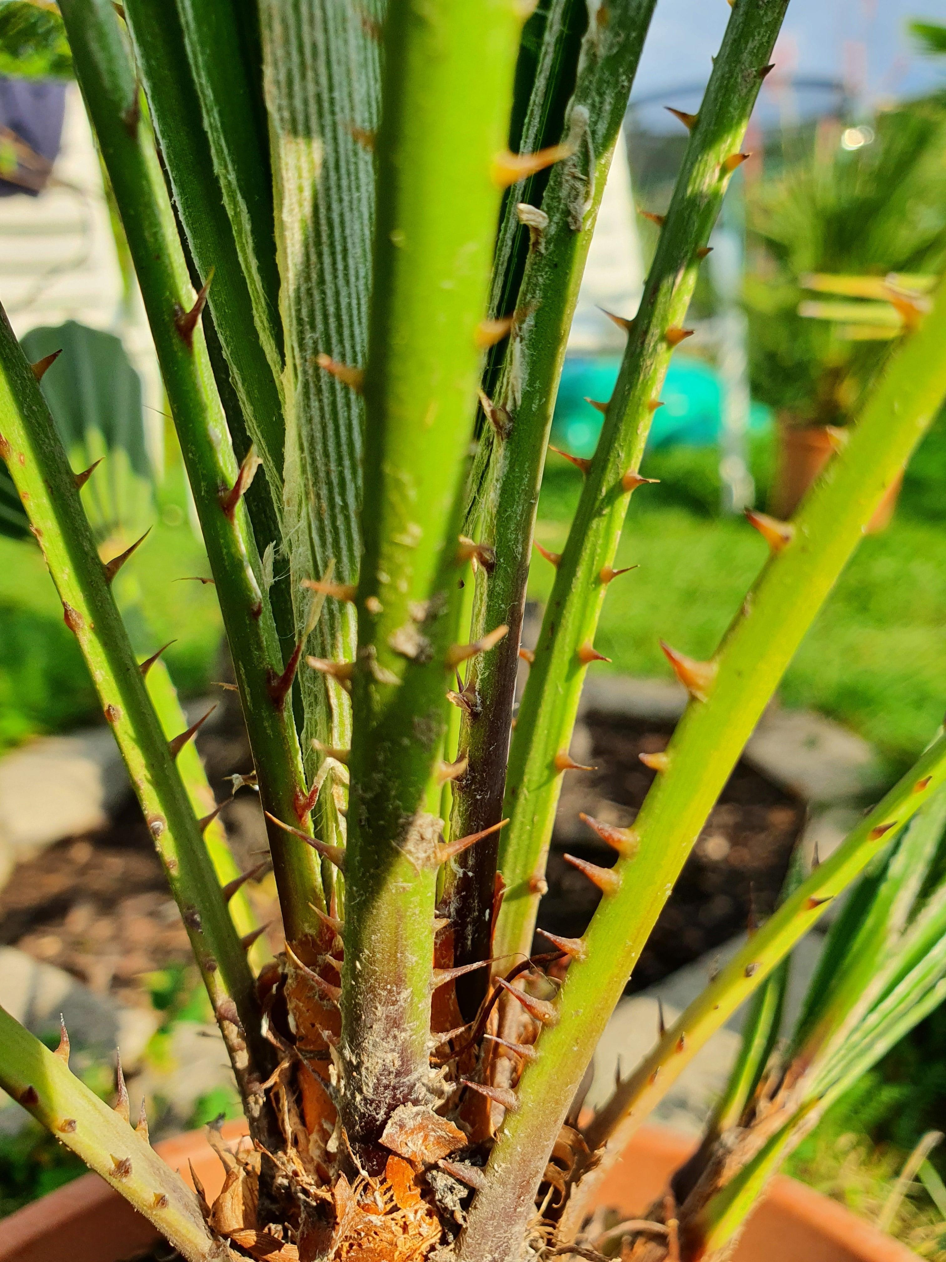 Chamaerops humilis - Europäische Zwergpalme Fächerpalmen Sachsenpalmen 