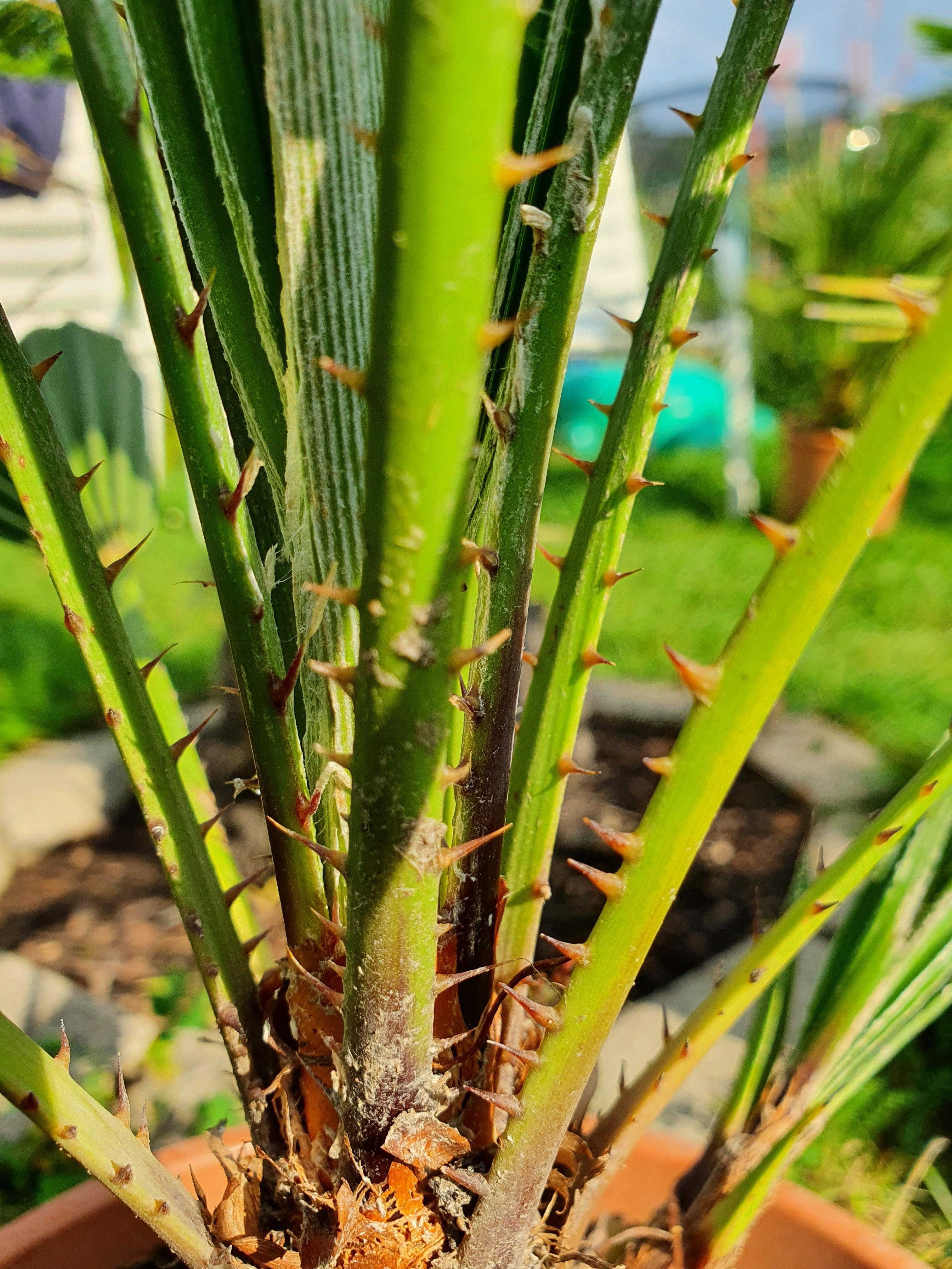 Chamaerops humilis - Europäische Zwergpalme Fächerpalmen Sachsenpalmen