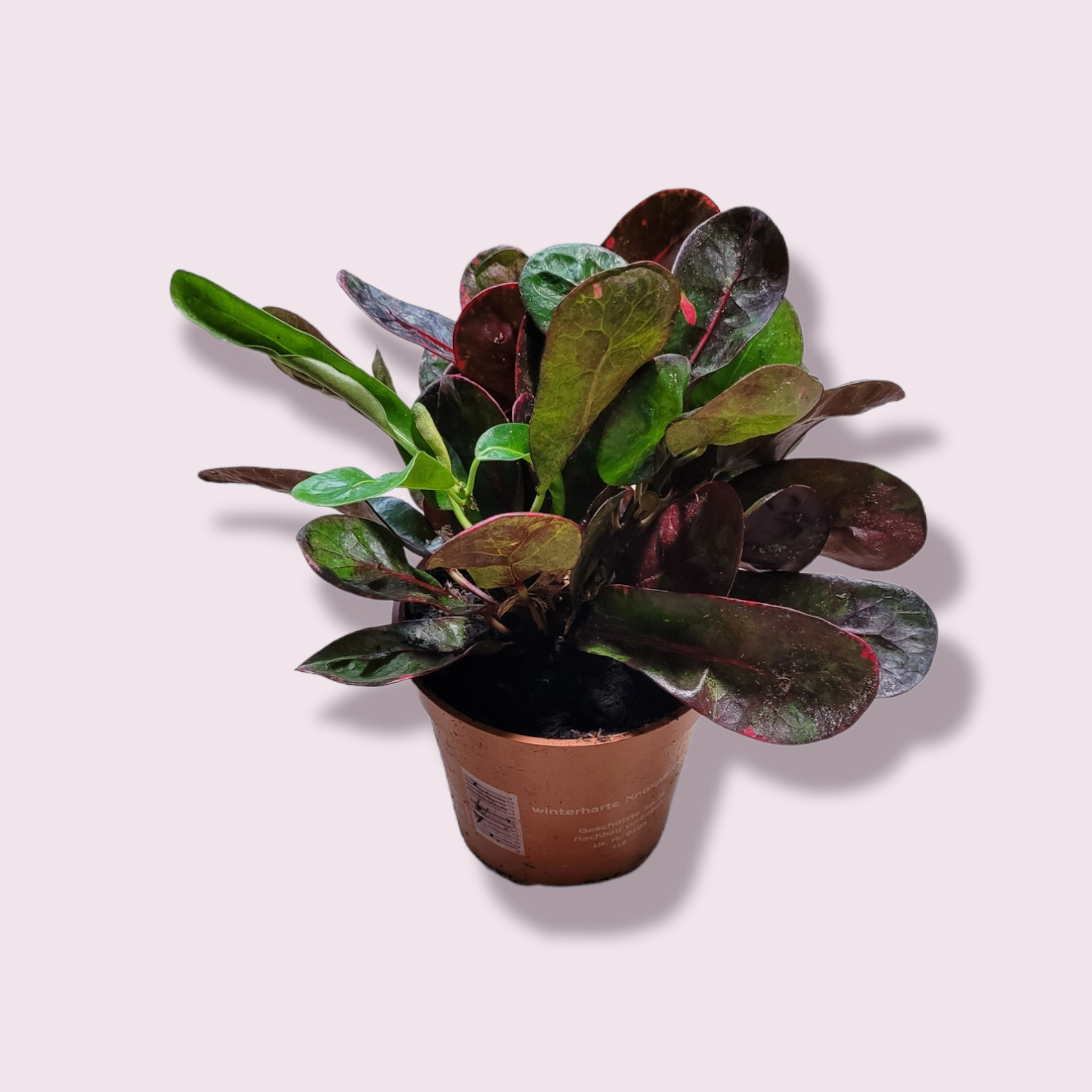 Codiaeum variegatum &