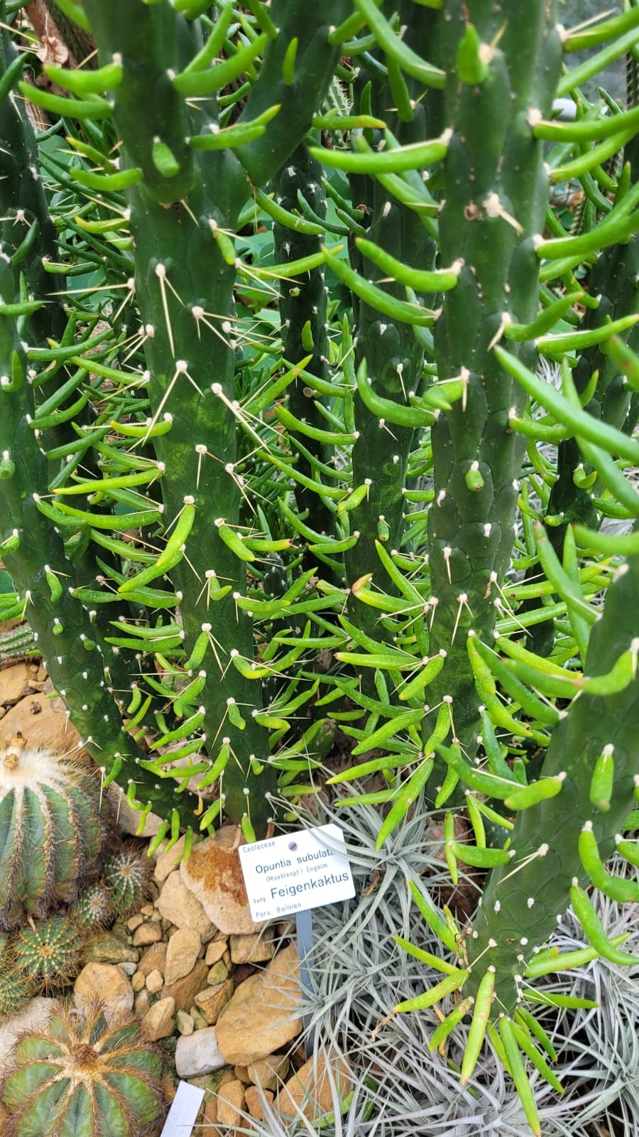 Opuntia subulata - Feigenkaktus - Image