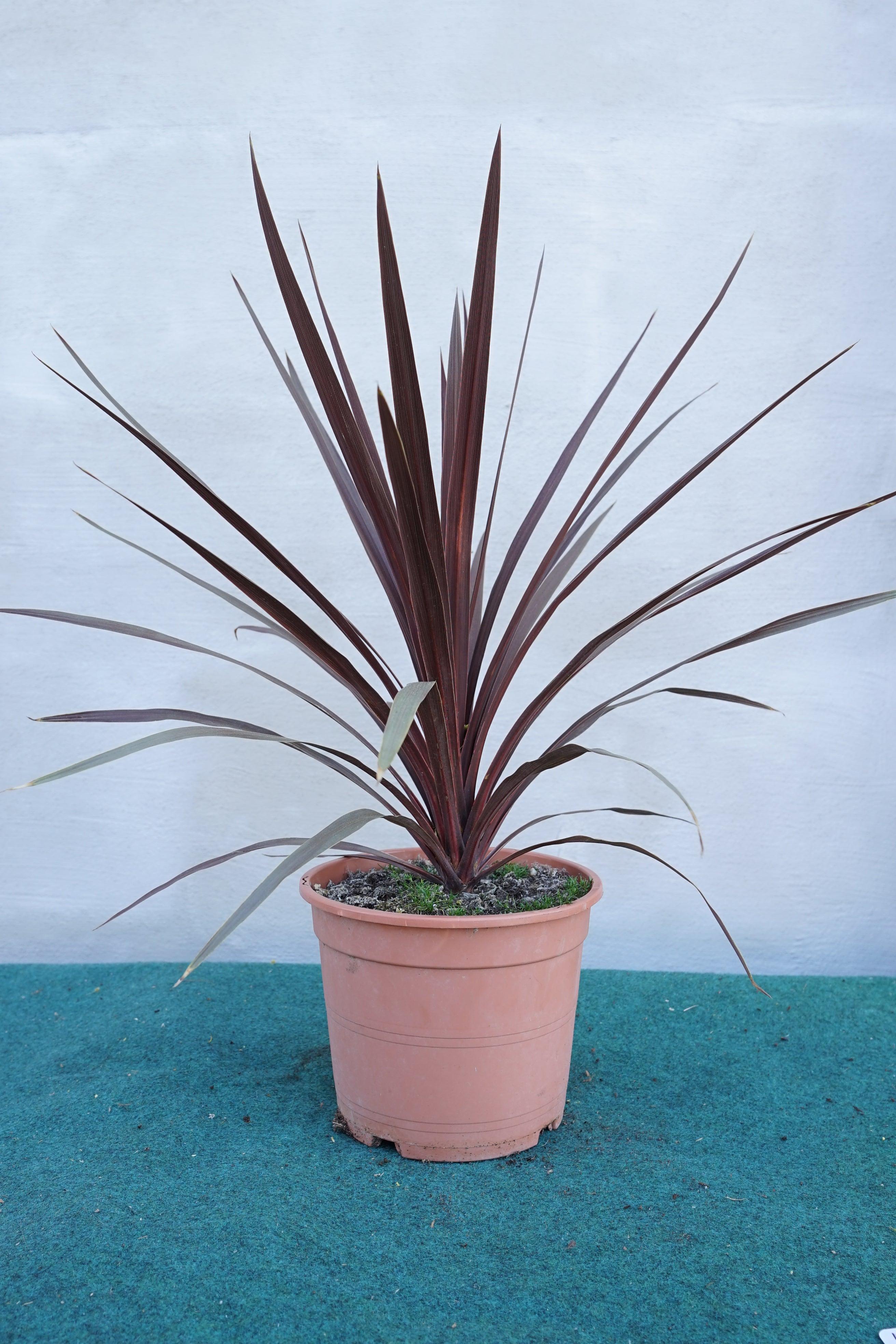 Cordyline australis &