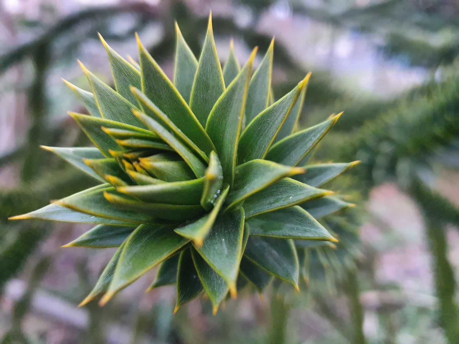 Araucaria araucana - Chilenische Schlangentanne Gehölze & Sträucher Sachsenpalmen