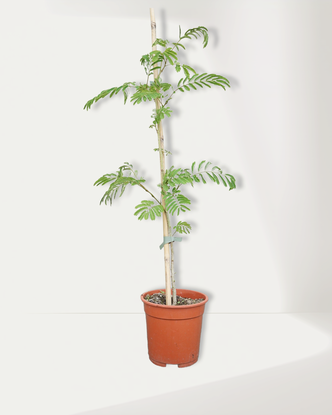 Albizia julibrissin &