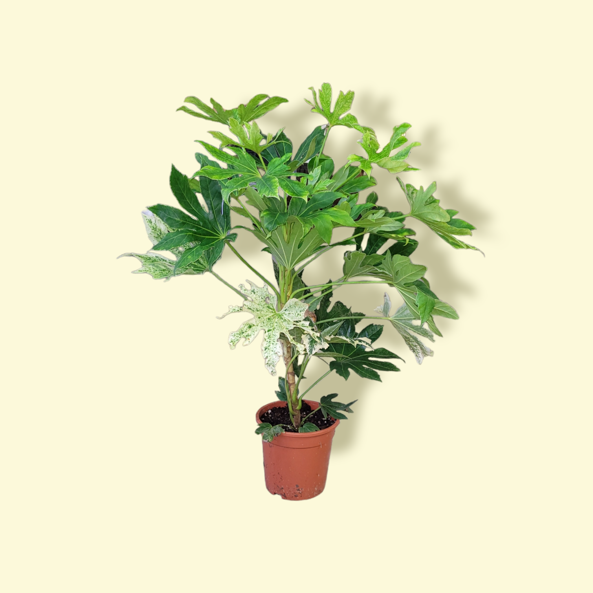 Fatsia japonica &