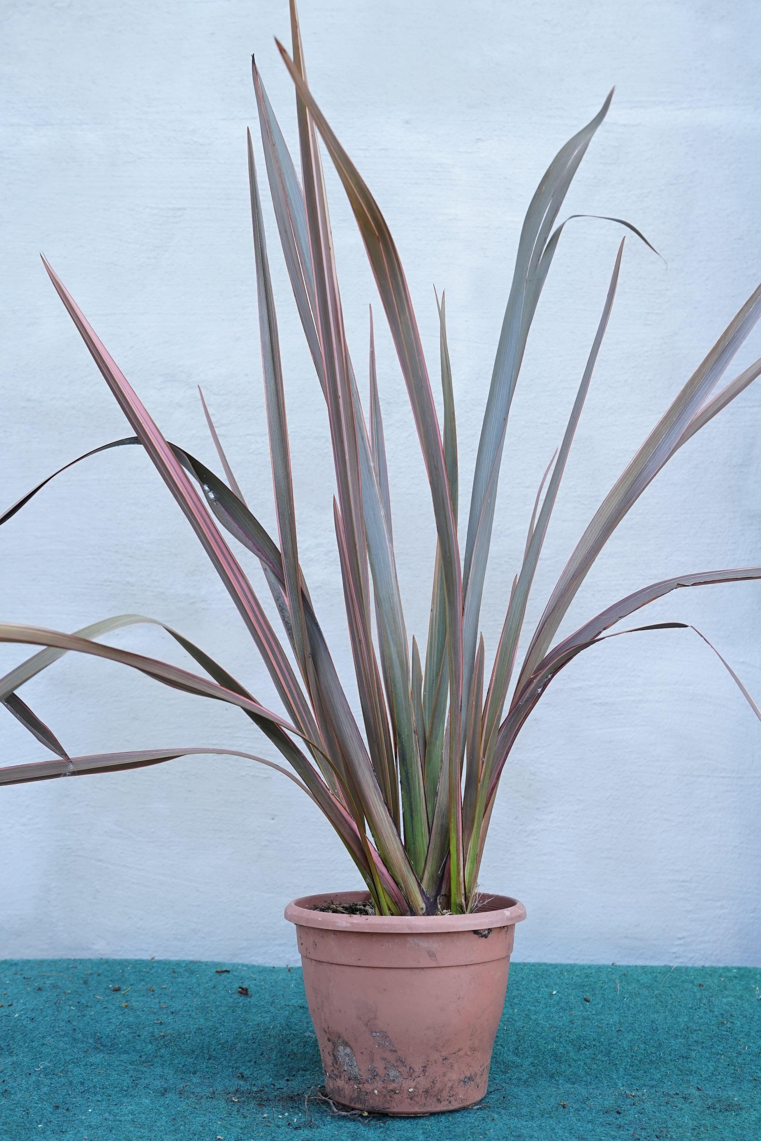 Phormium &