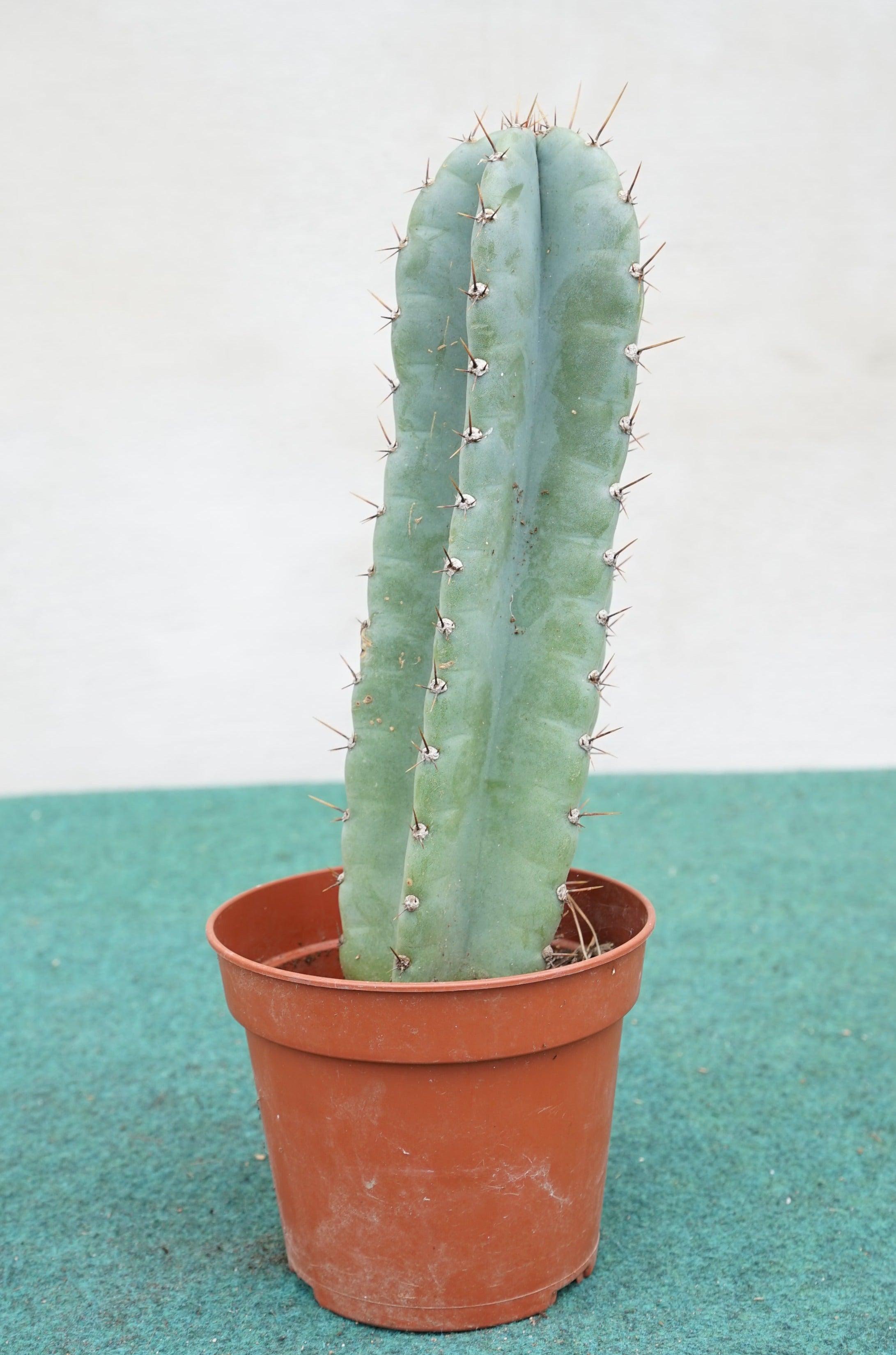 Cereus peruvianus - Säulenkaktus - Image