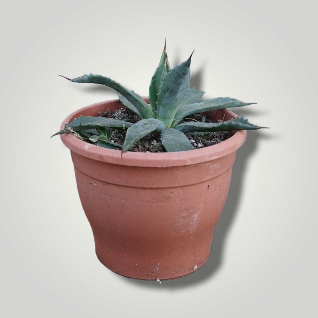 Agave parryi sp. parryi - Winterharte Agave - Image