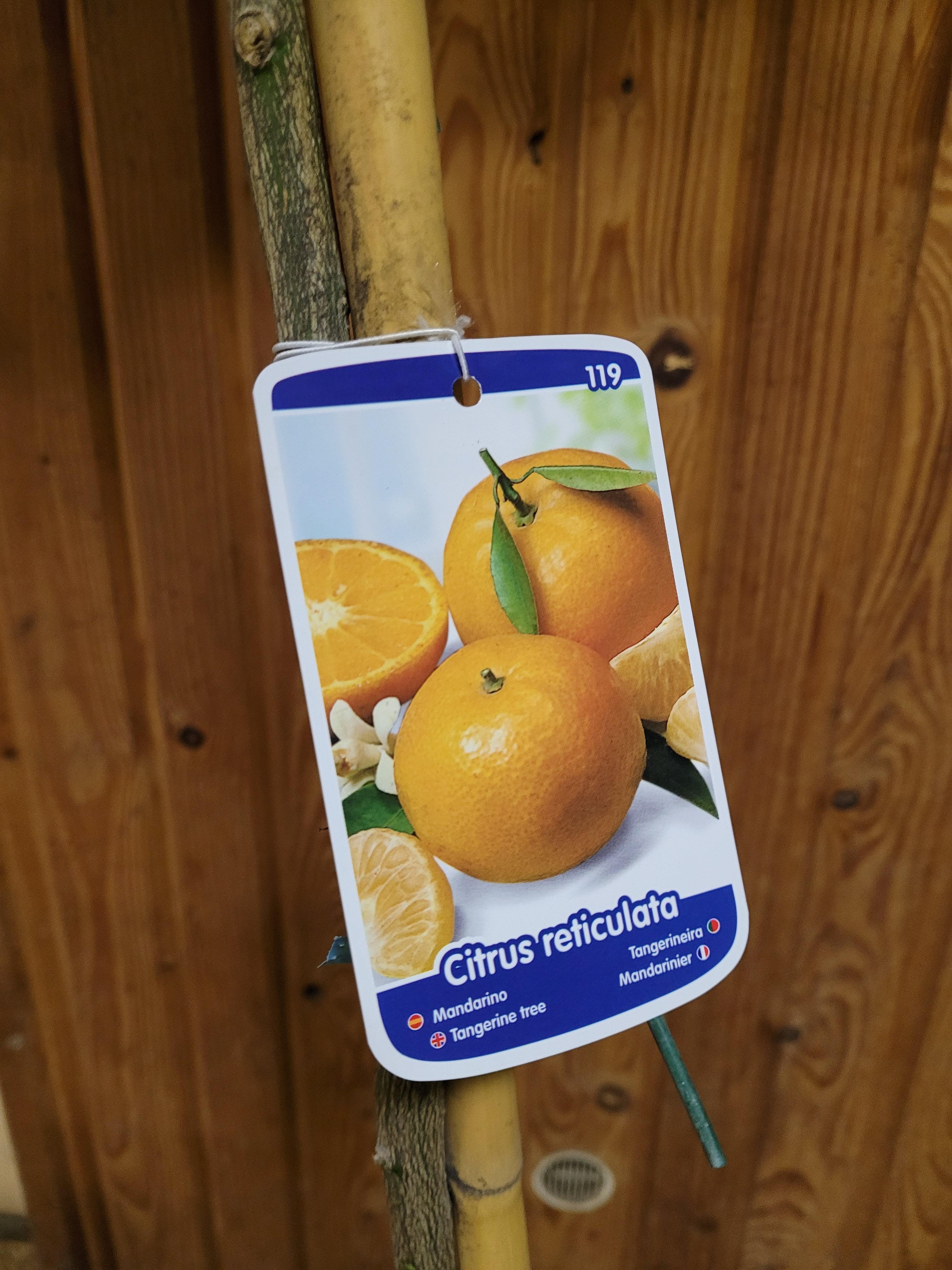 Citrus reticulata - Mandarine Mandarinenbaum - Image