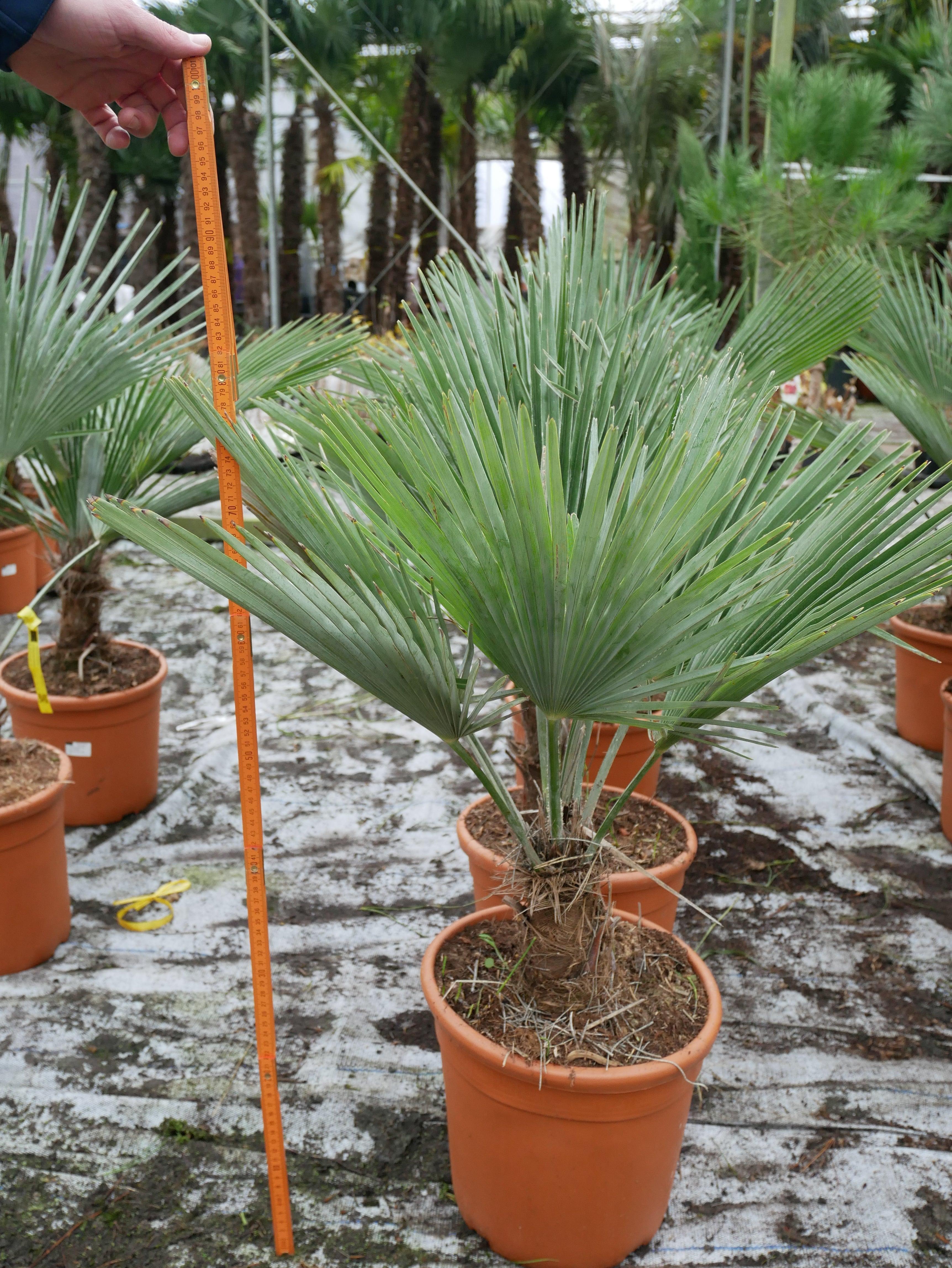 Trachycarpus princeps - Marmorhanfpalme Fächerpalmen Sachsenpalmen 60 – 70 cm 10 – 20 cm