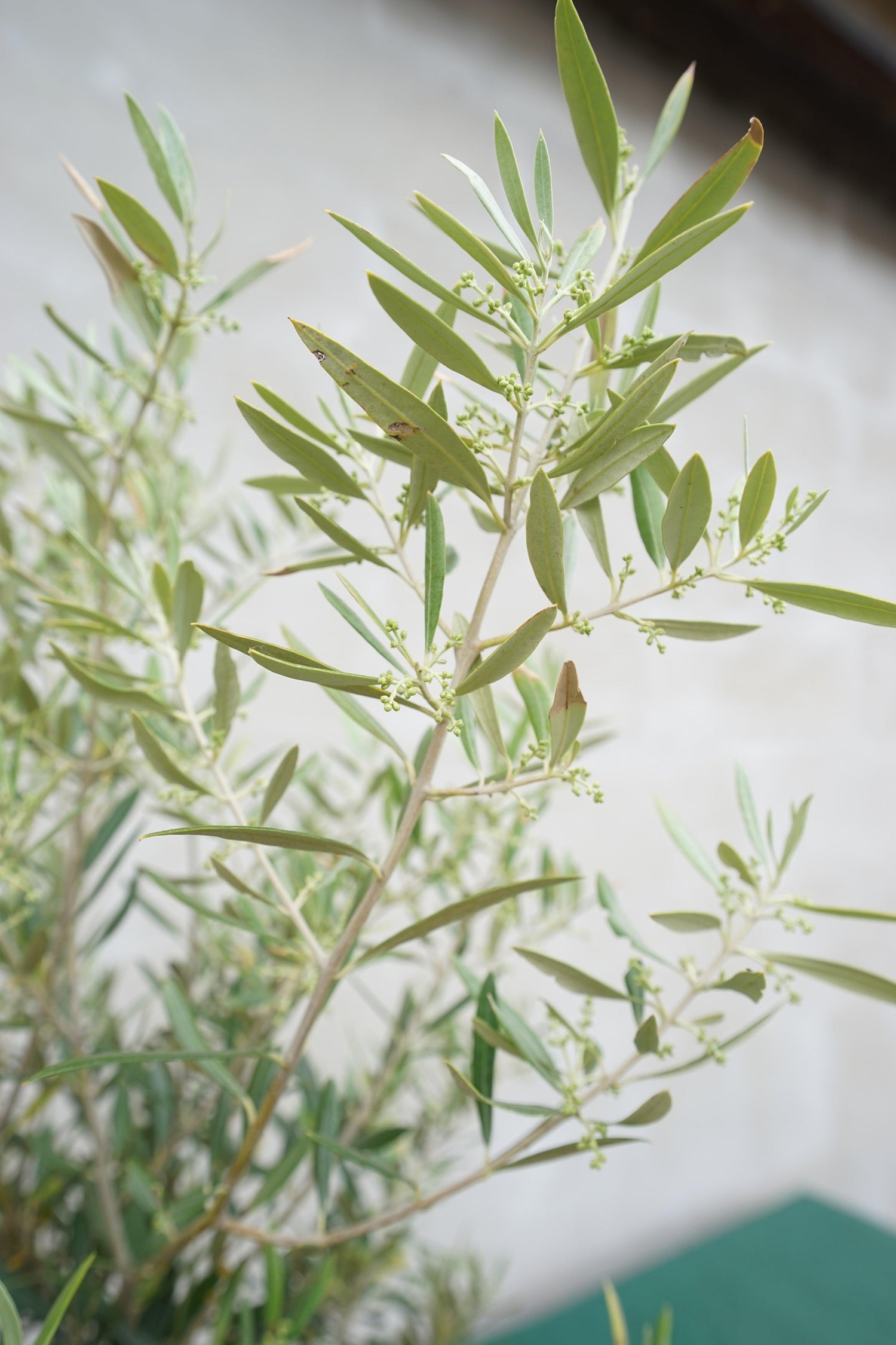 Olea europea - Olivenbaum Ölbaum - Image