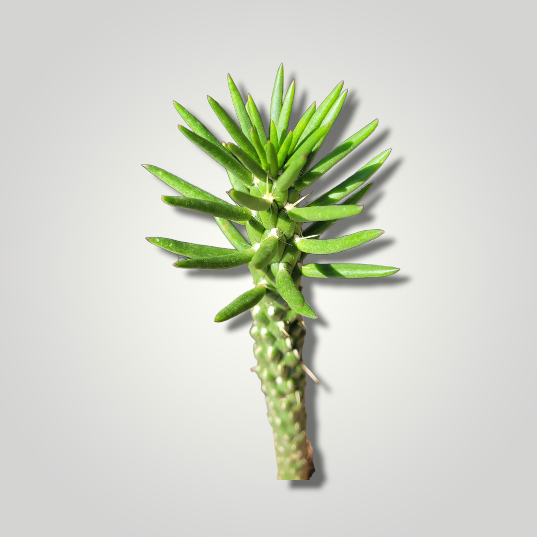 Opuntia subulata - Feigenkaktus - Image