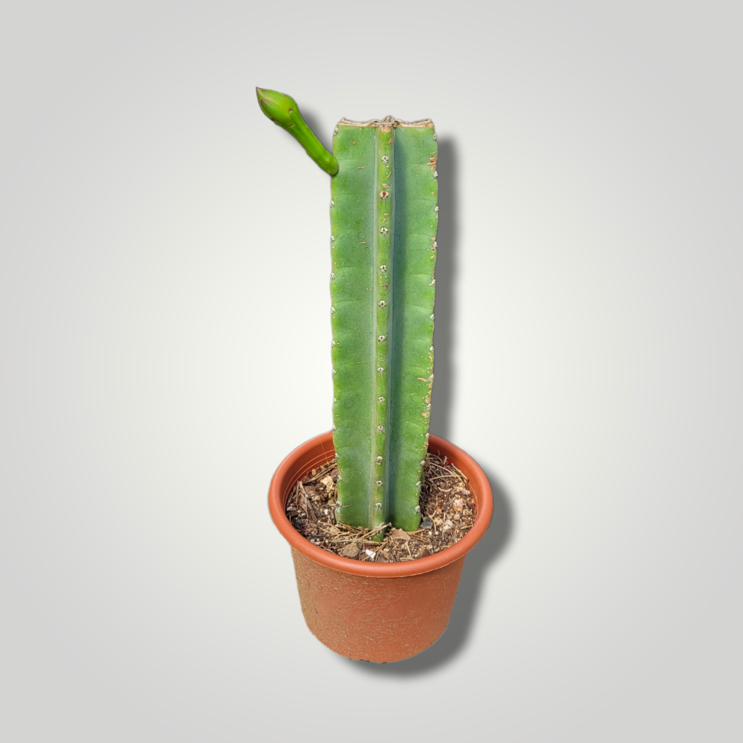 Cereus peruvianus - Säulenkaktus - Image