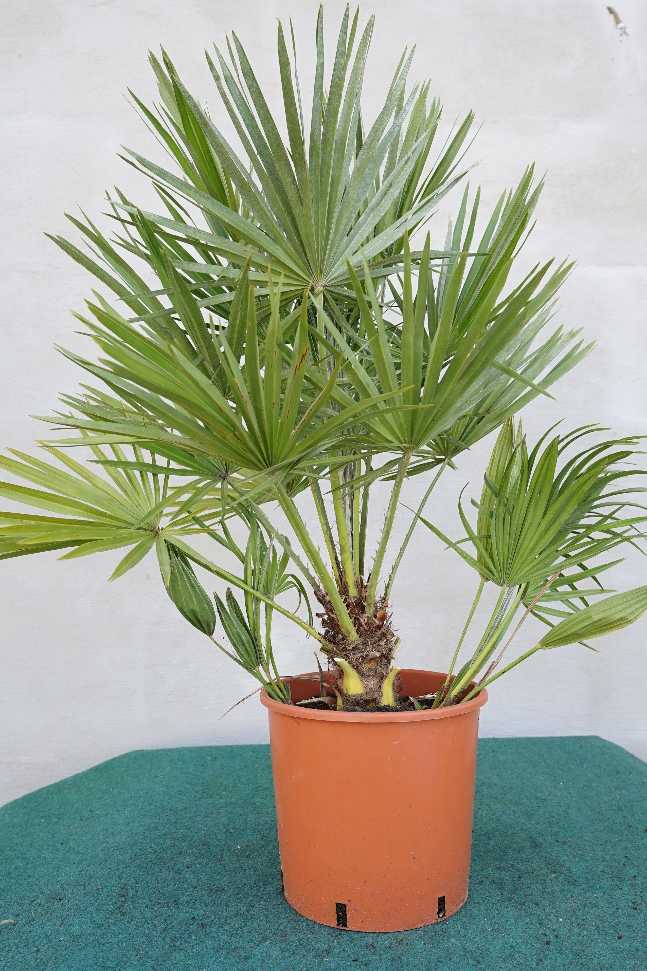 Chamaerops humilis vulcano - Kompakte Zwergpalme - Image