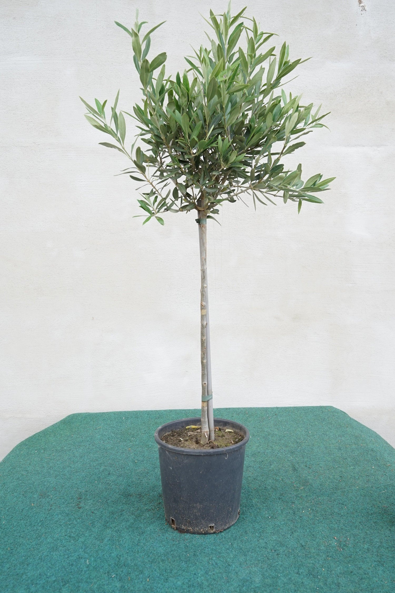 Olea europea - Olivenbaum Ölbaum - Image