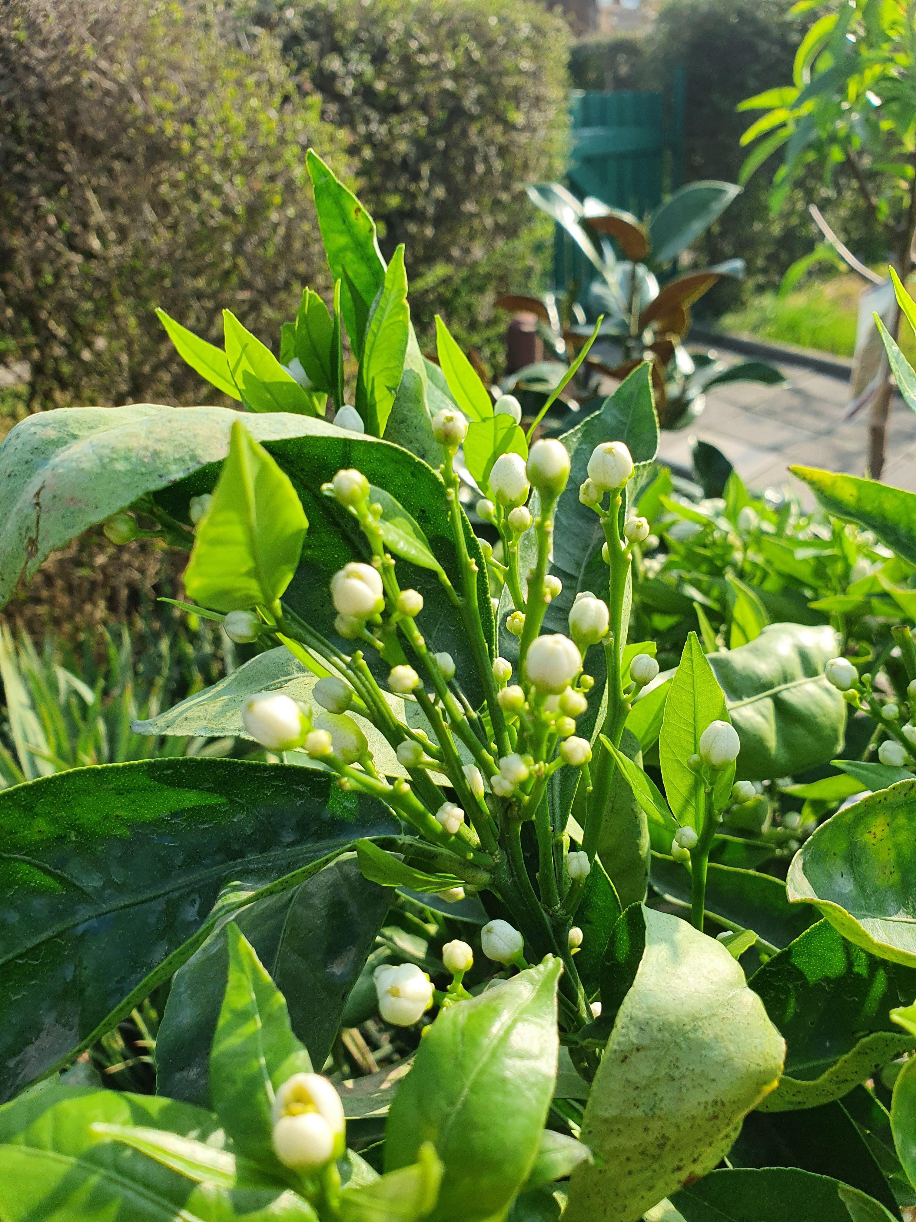 Citrus reticulata - Mandarine Mandarinenbaum - Image