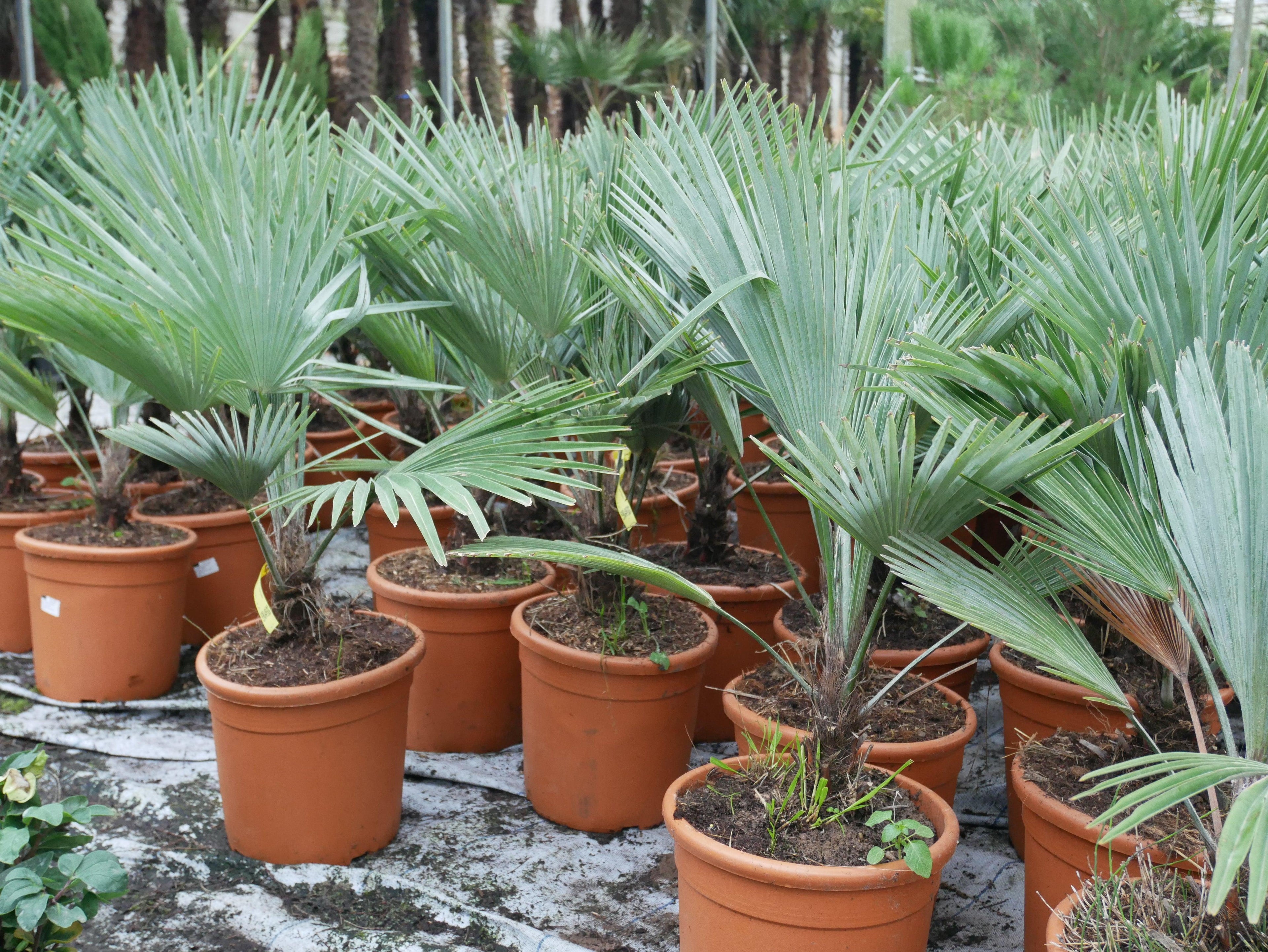 Trachycarpus princeps - Marmorhanfpalme - Image 