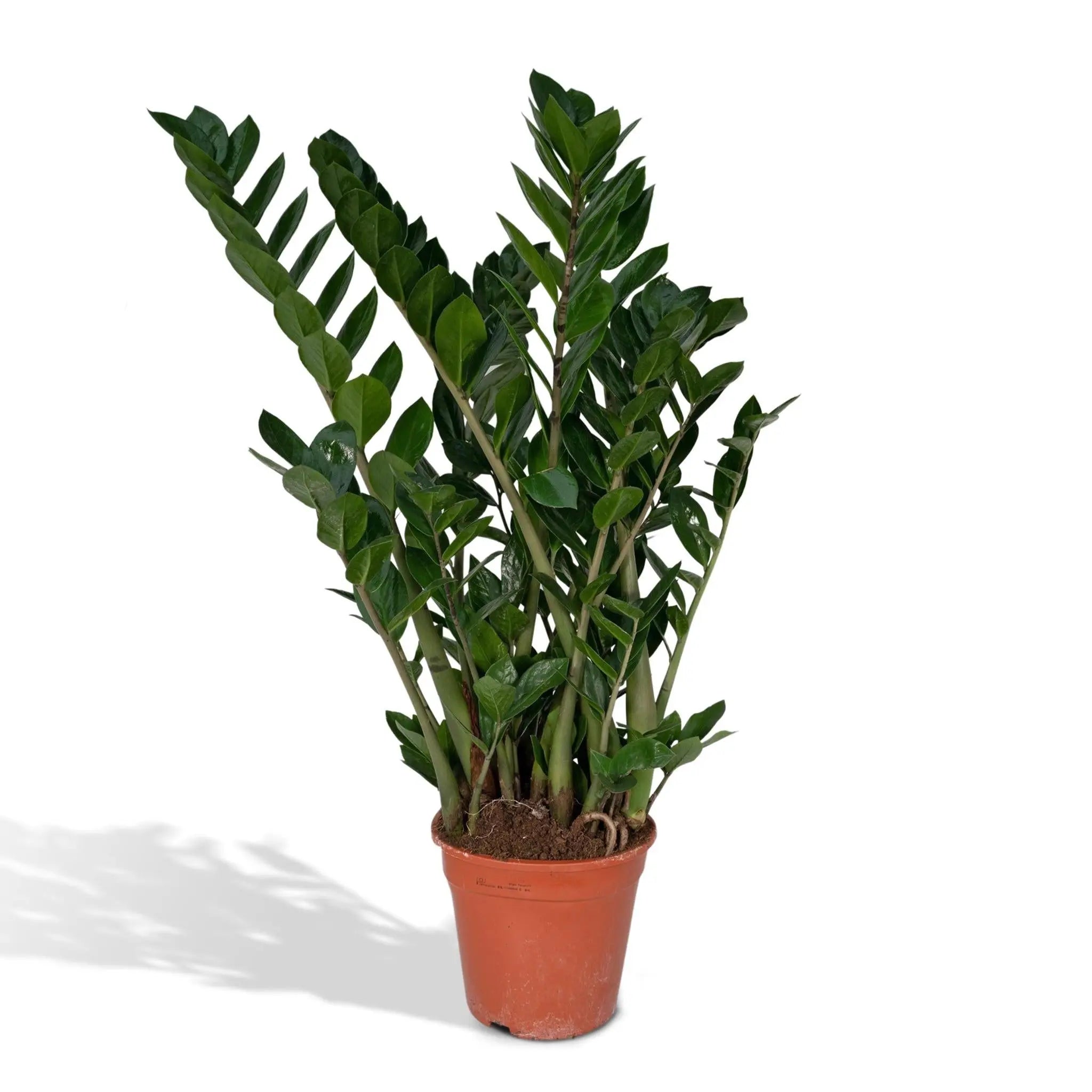 Zamioculcas Zamiifolia - Emerald palm - 80cm - Ø21 - Image