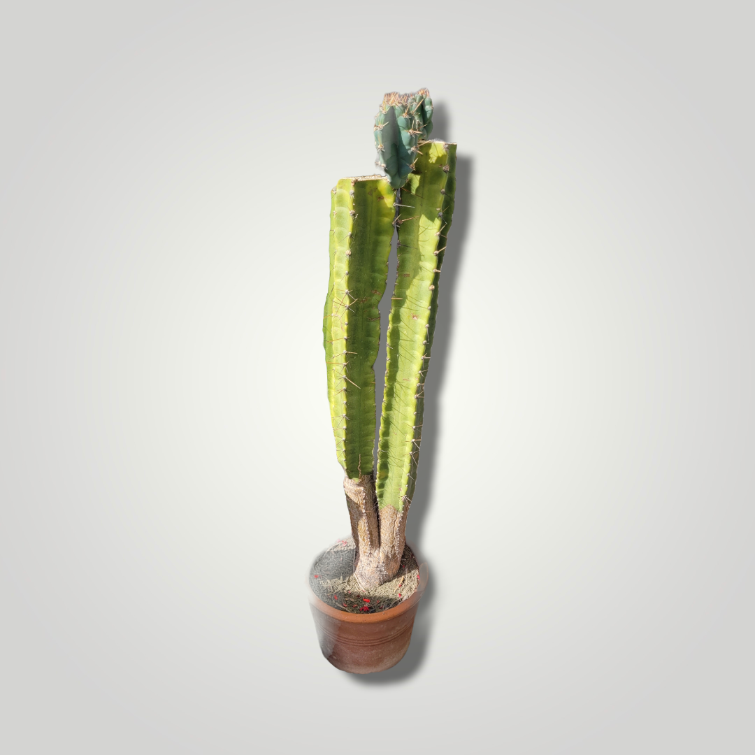 Cereus peruvianus - Säulenkaktus - Image 