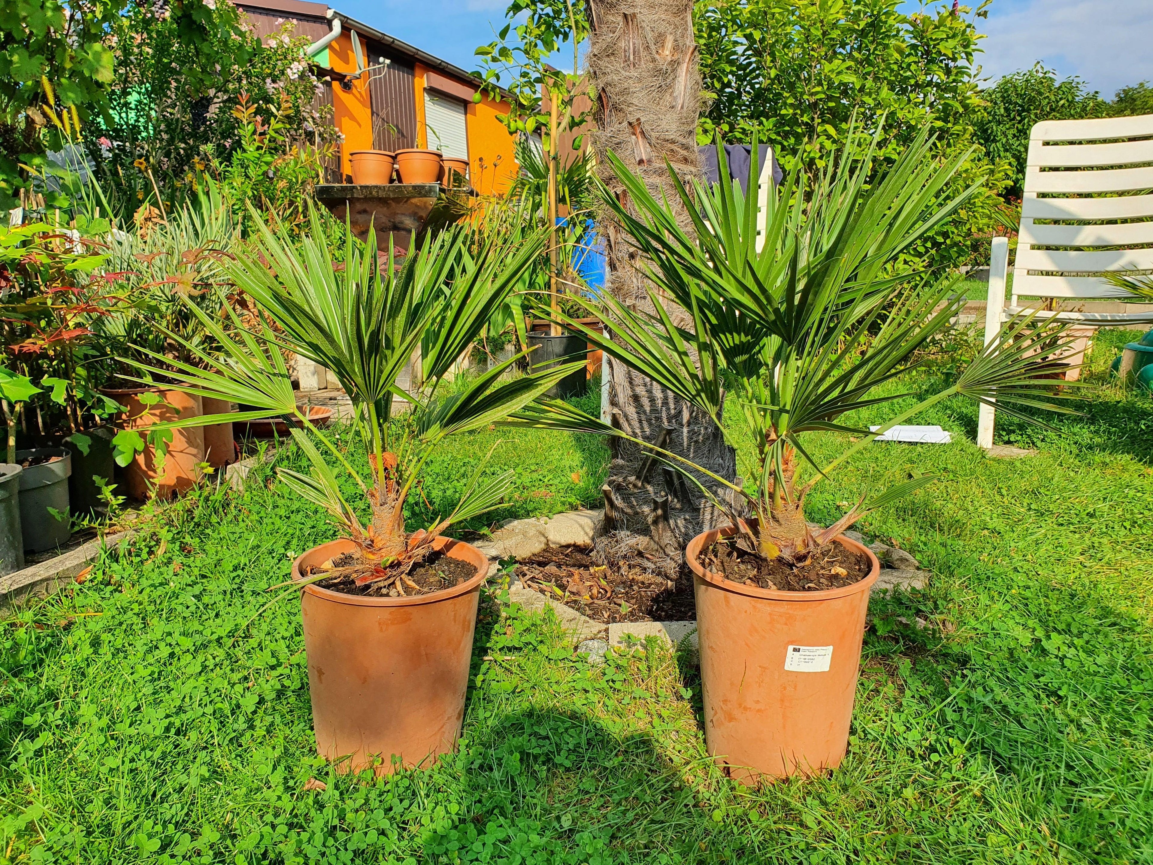 Chamaerops humilis - Europäische Zwergpalme - Image 