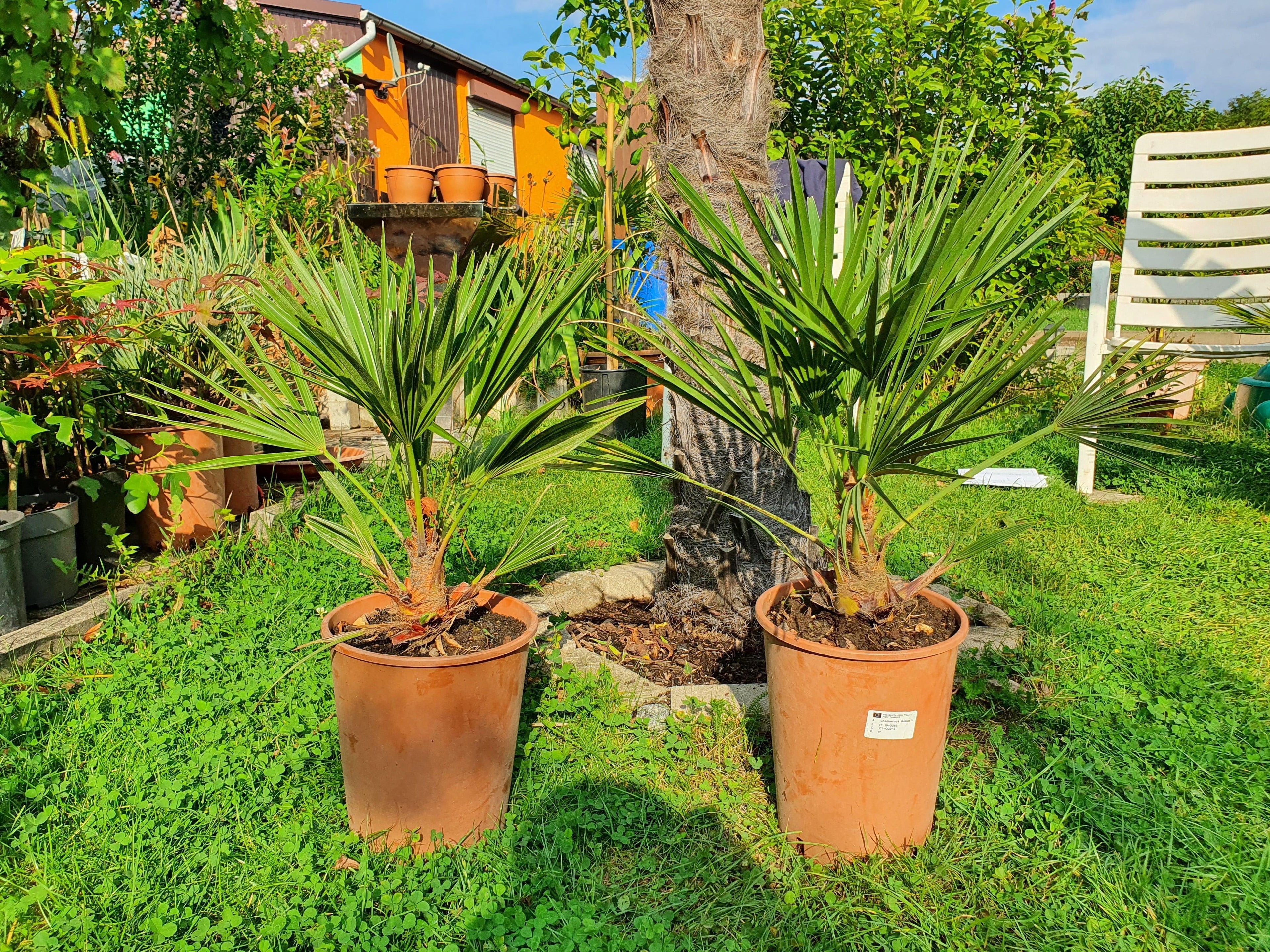 Chamaerops humilis - Europäische Zwergpalme - Image