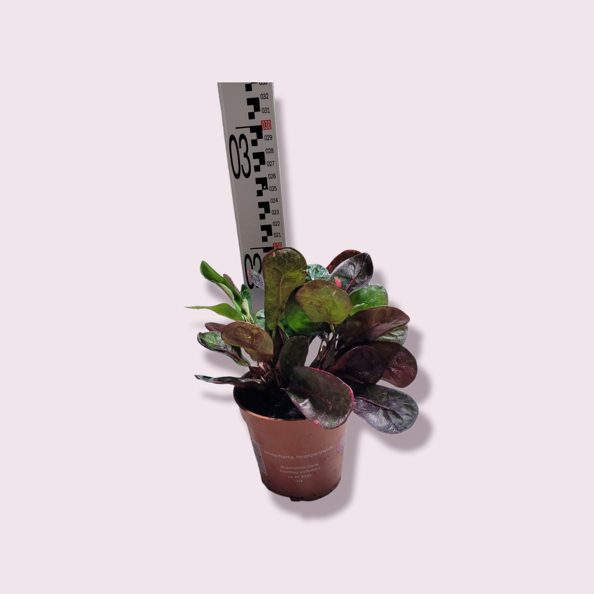 Codiaeum variegatum &