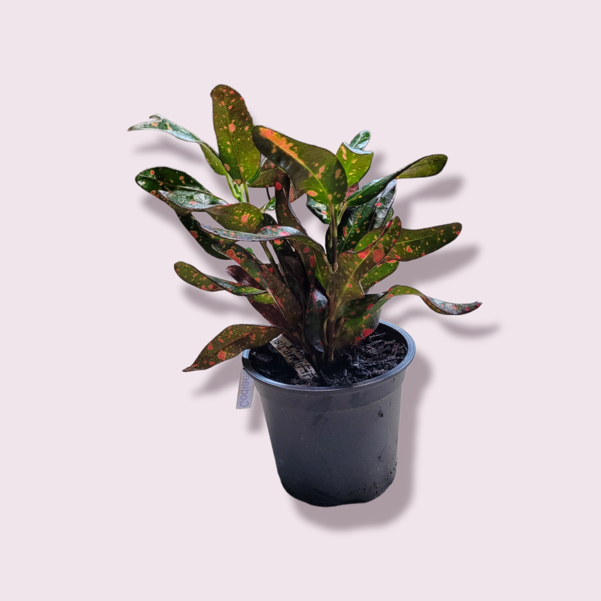 Codiaeum variegatum &