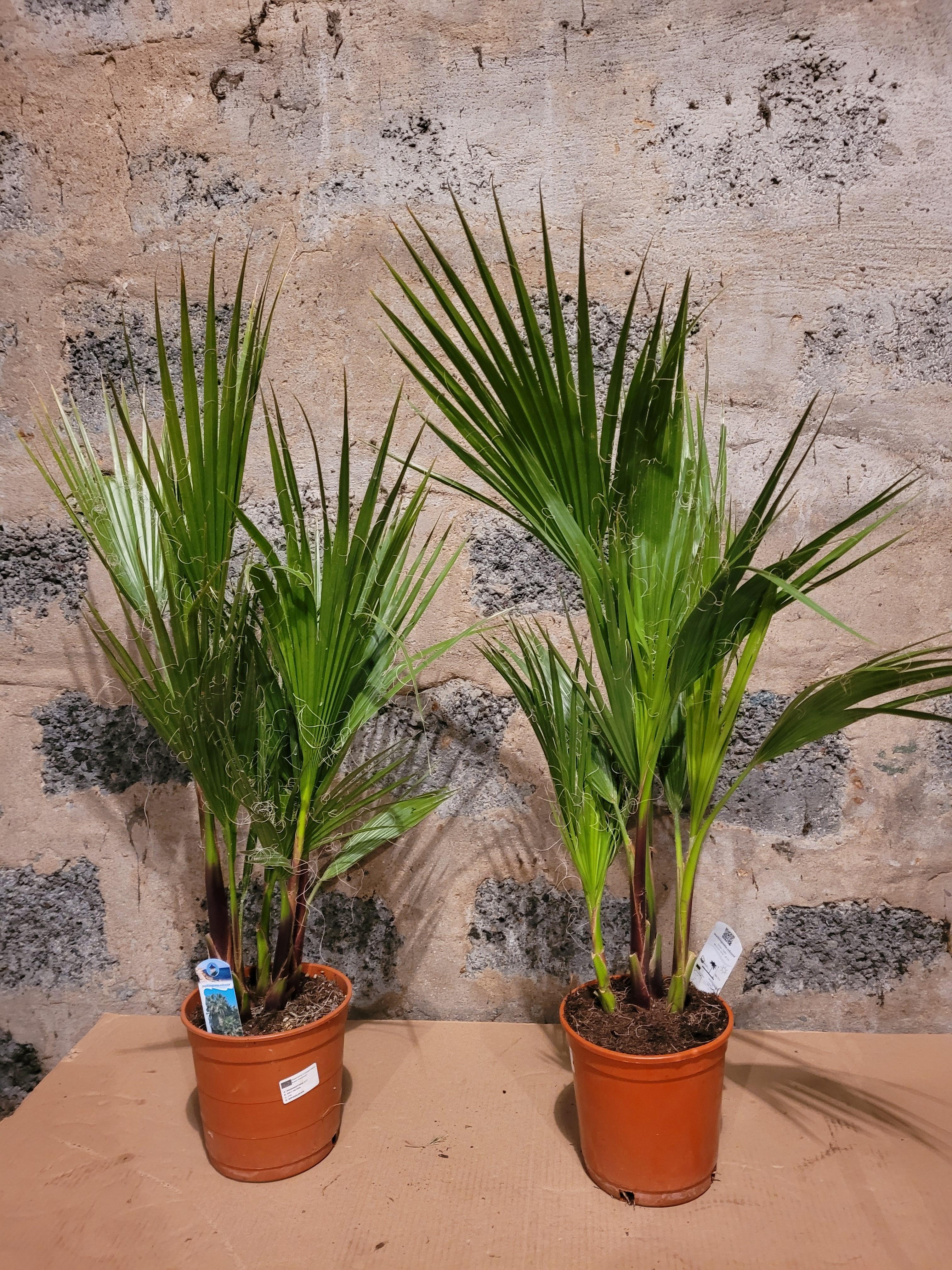 Washingtonia robusta - Mammutpalme - Image
