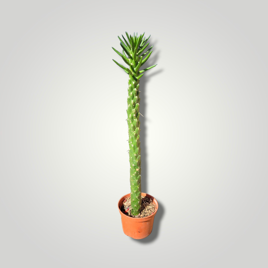 Opuntia subulata - Feigenkaktus - Image