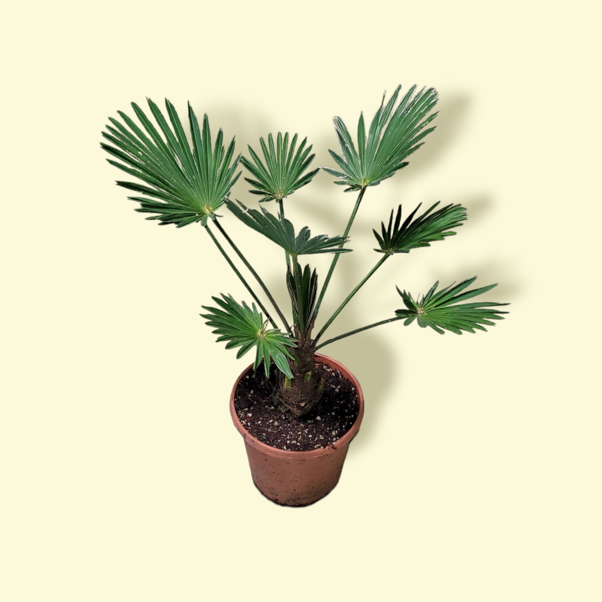 Trachycarpus wagnerianus - Wagner Hanfpalme - Image 