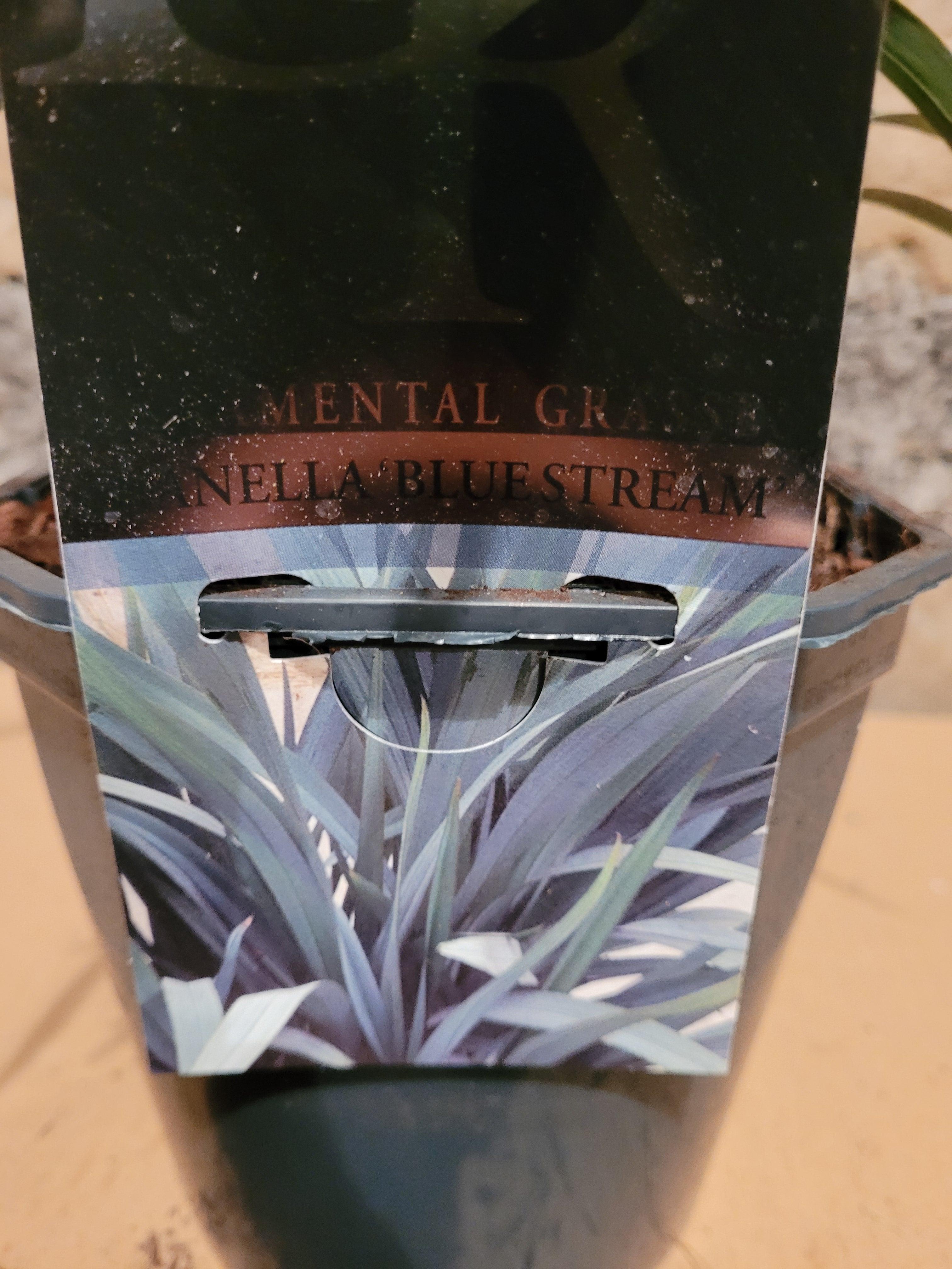 Dianella Bluestream - Ziergras - Image