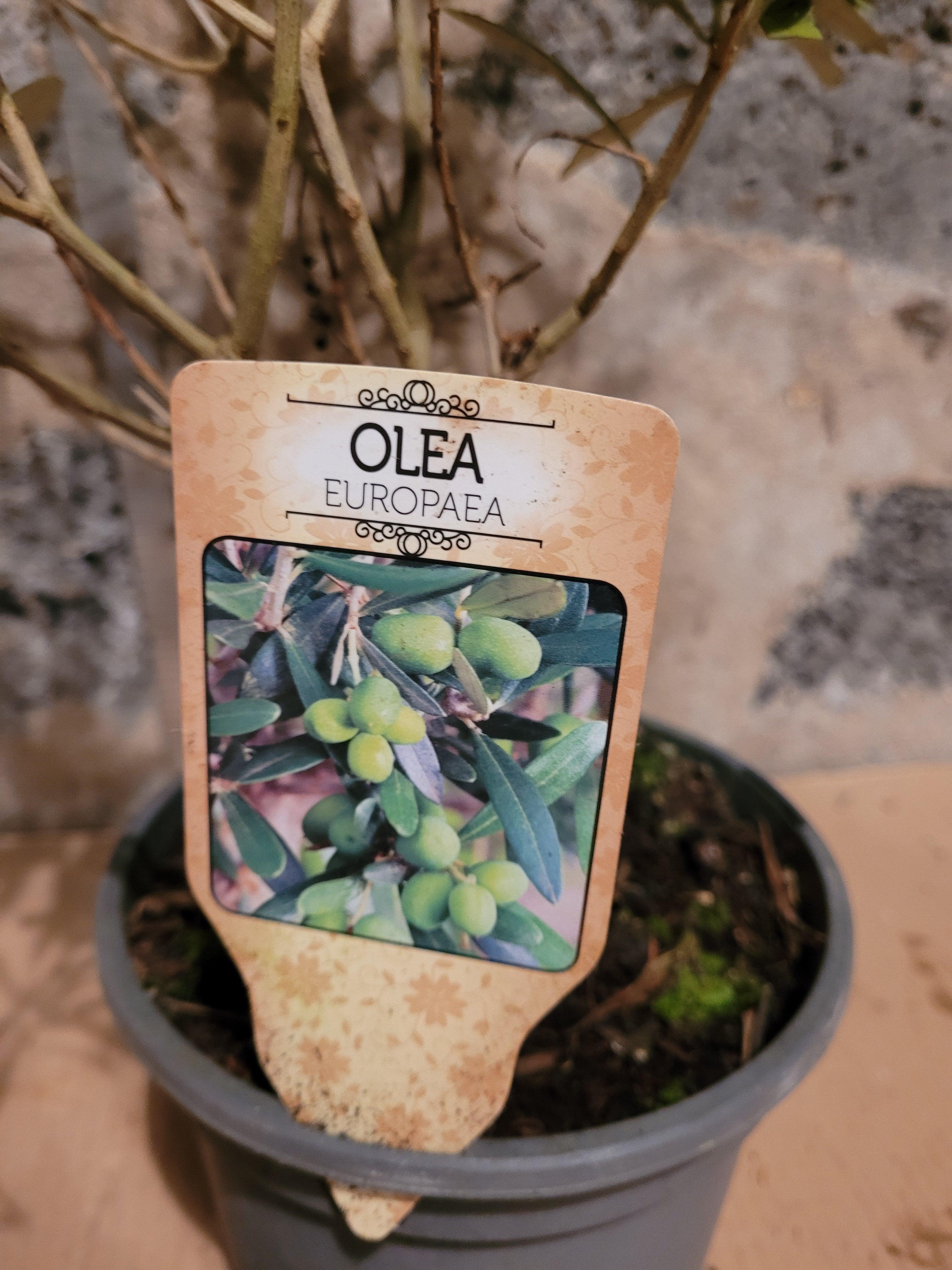 Olea europea - Olivenbaum Ölbaum - Image