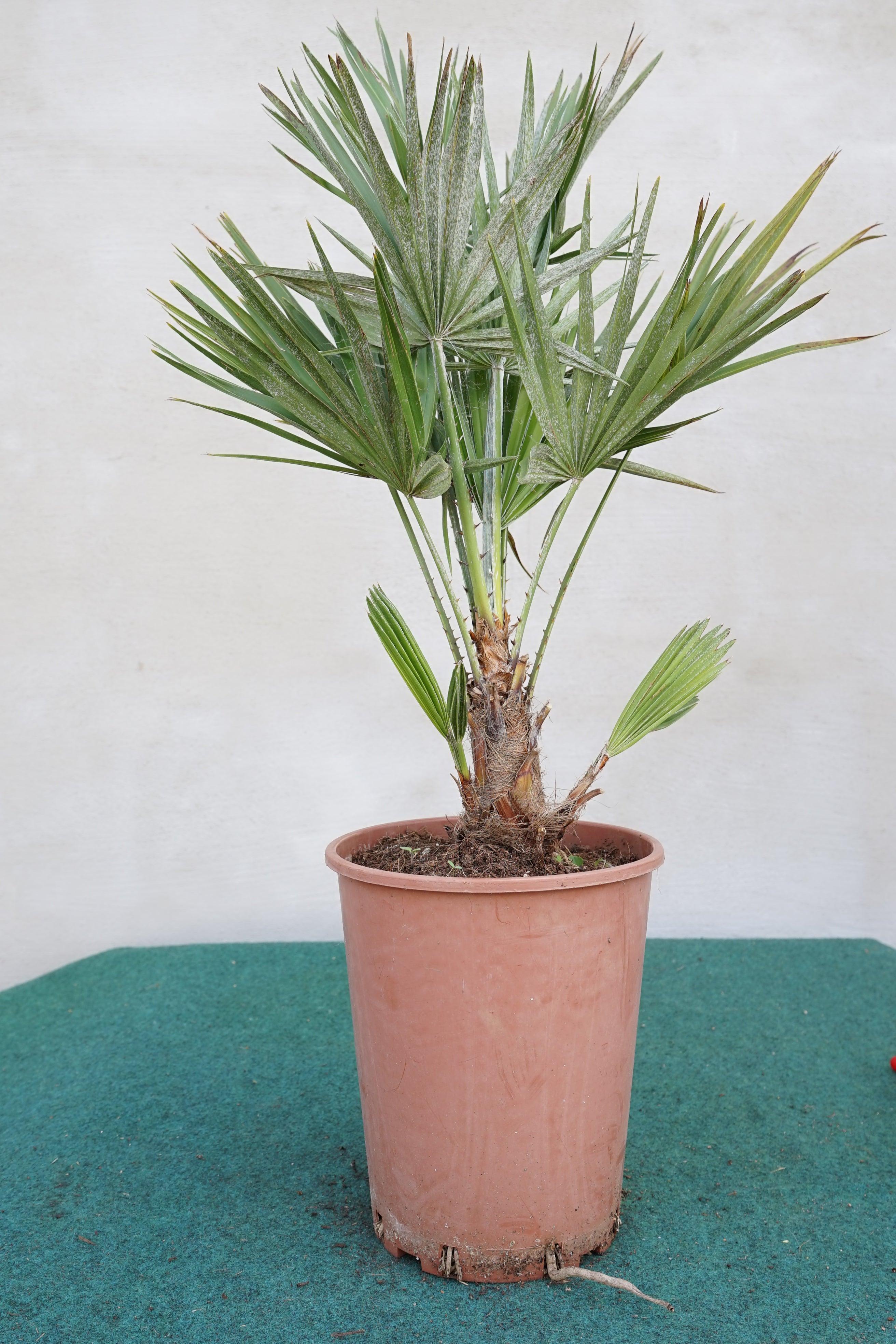 Chamaerops humilis vulcano - Kompakte Zwergpalme - Image
