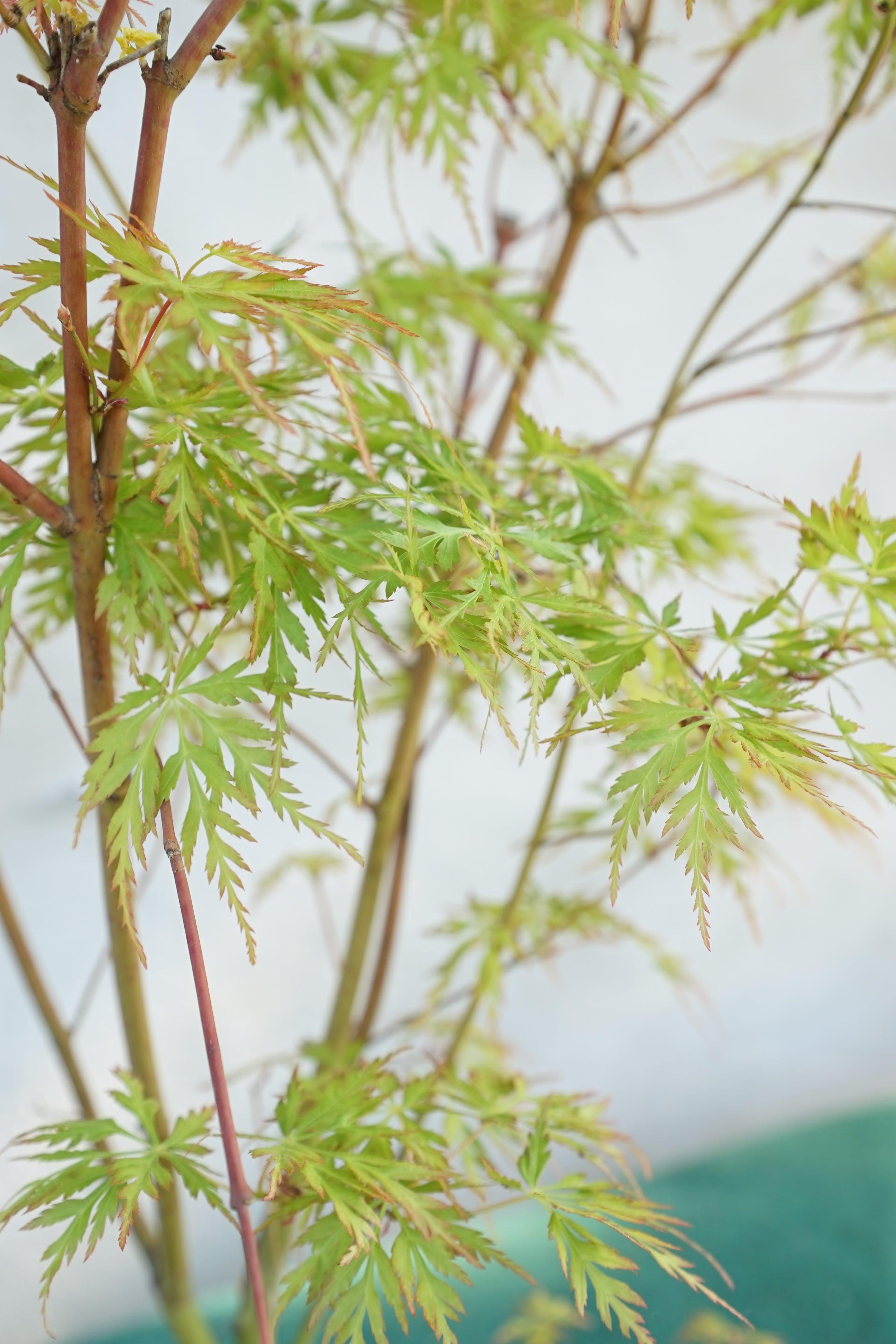 Acer palmatum &