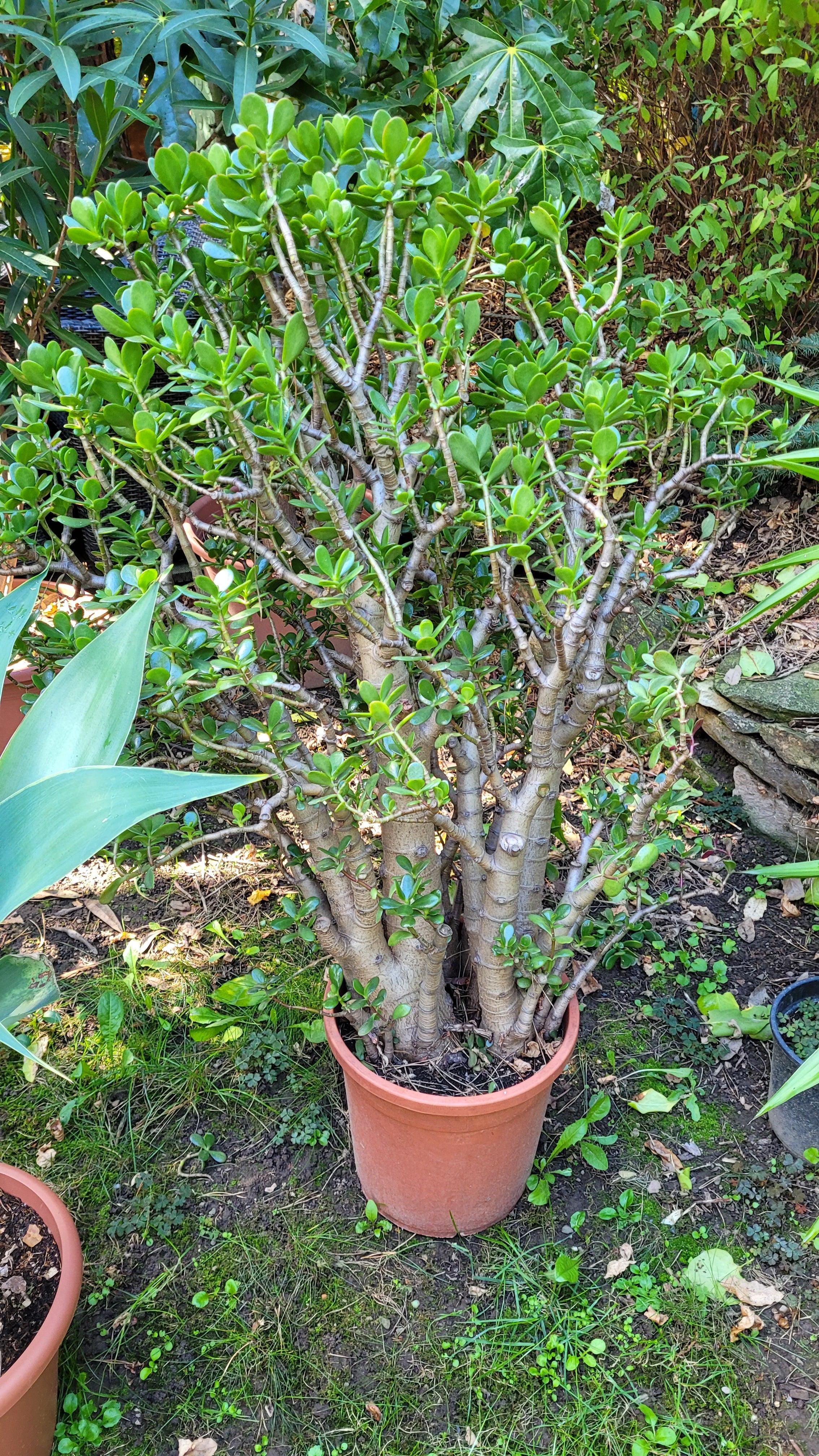 Crassula ovata - Jadestrauch Geldbaum - Image