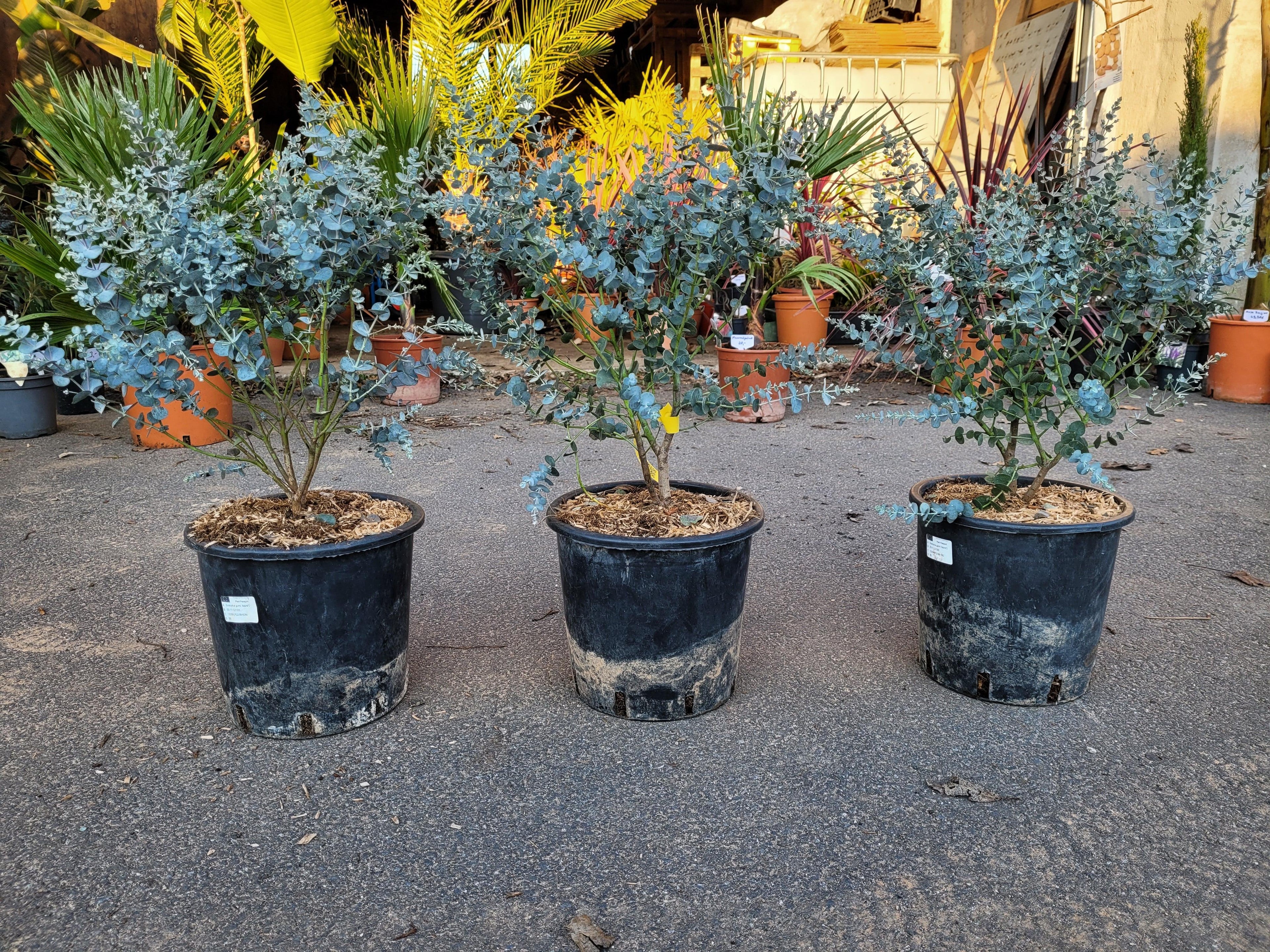 Eucalyptus gunnii &