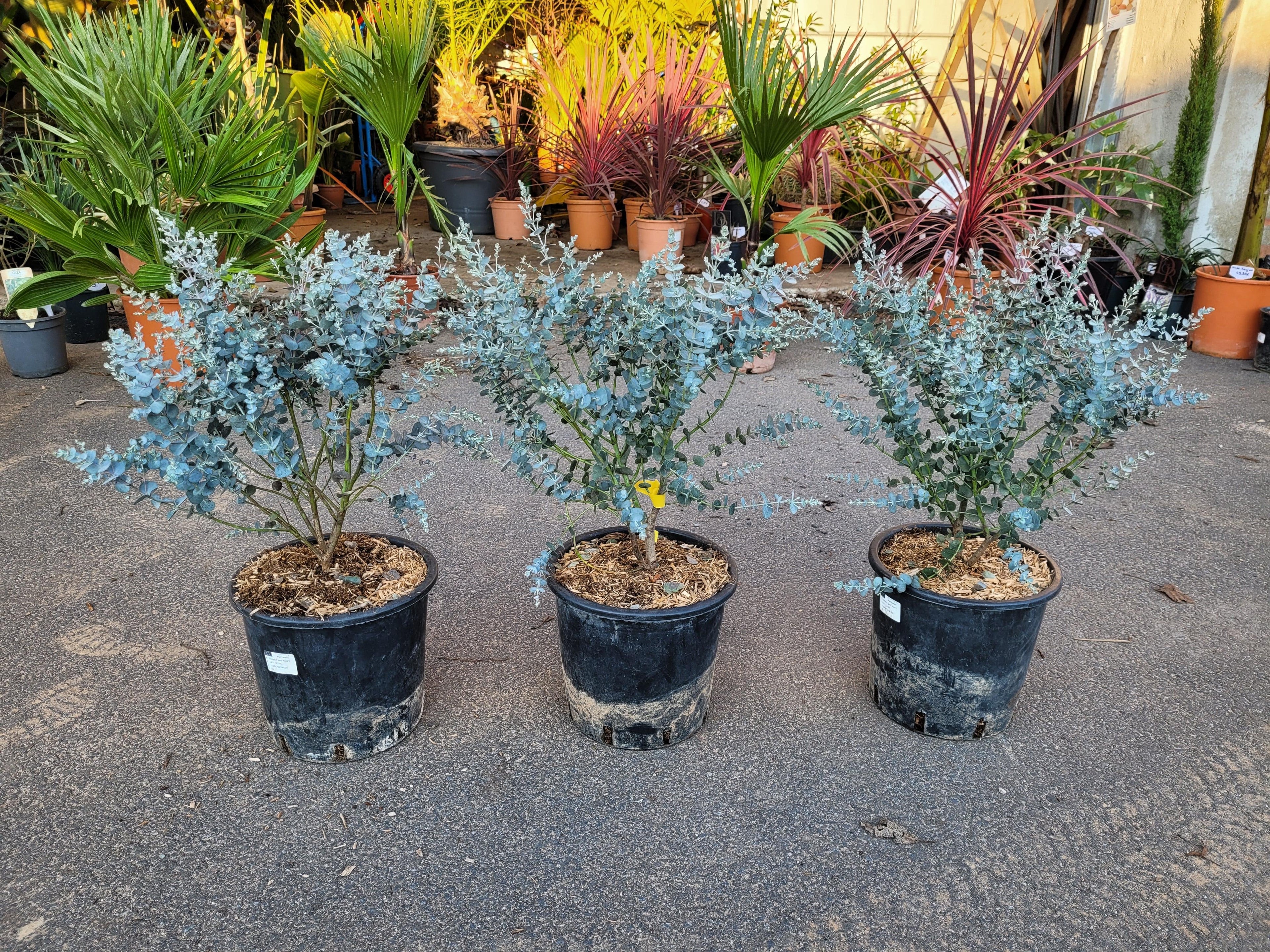 Eucalyptus gunnii &