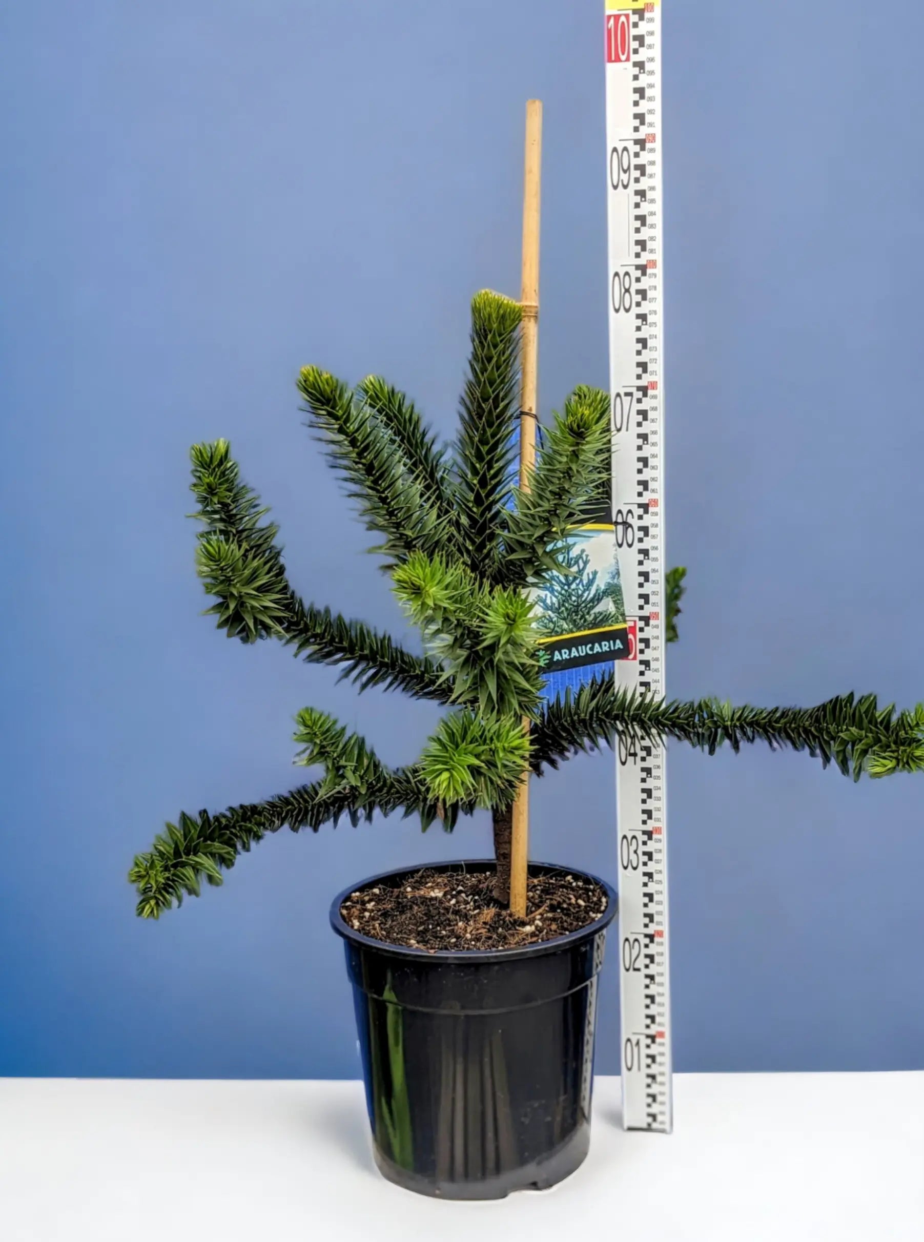 Araucaria araucana - Chilenische Araukarie - Image