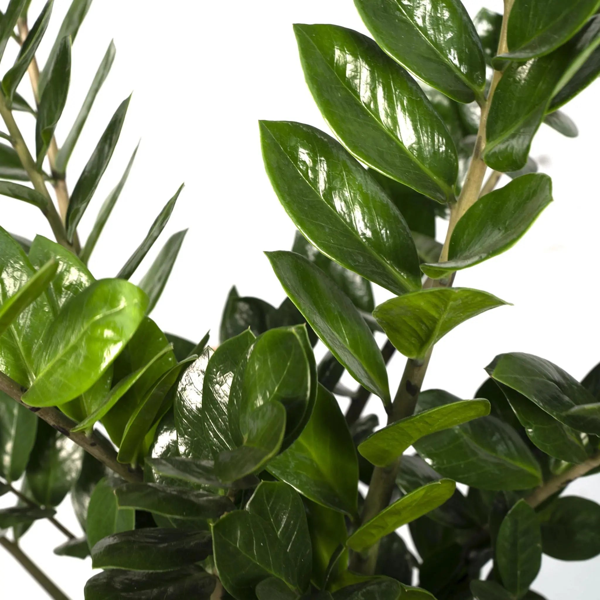 Zamioculcas Zamiifolia - Emerald palm - 80cm - Ø21 - Image