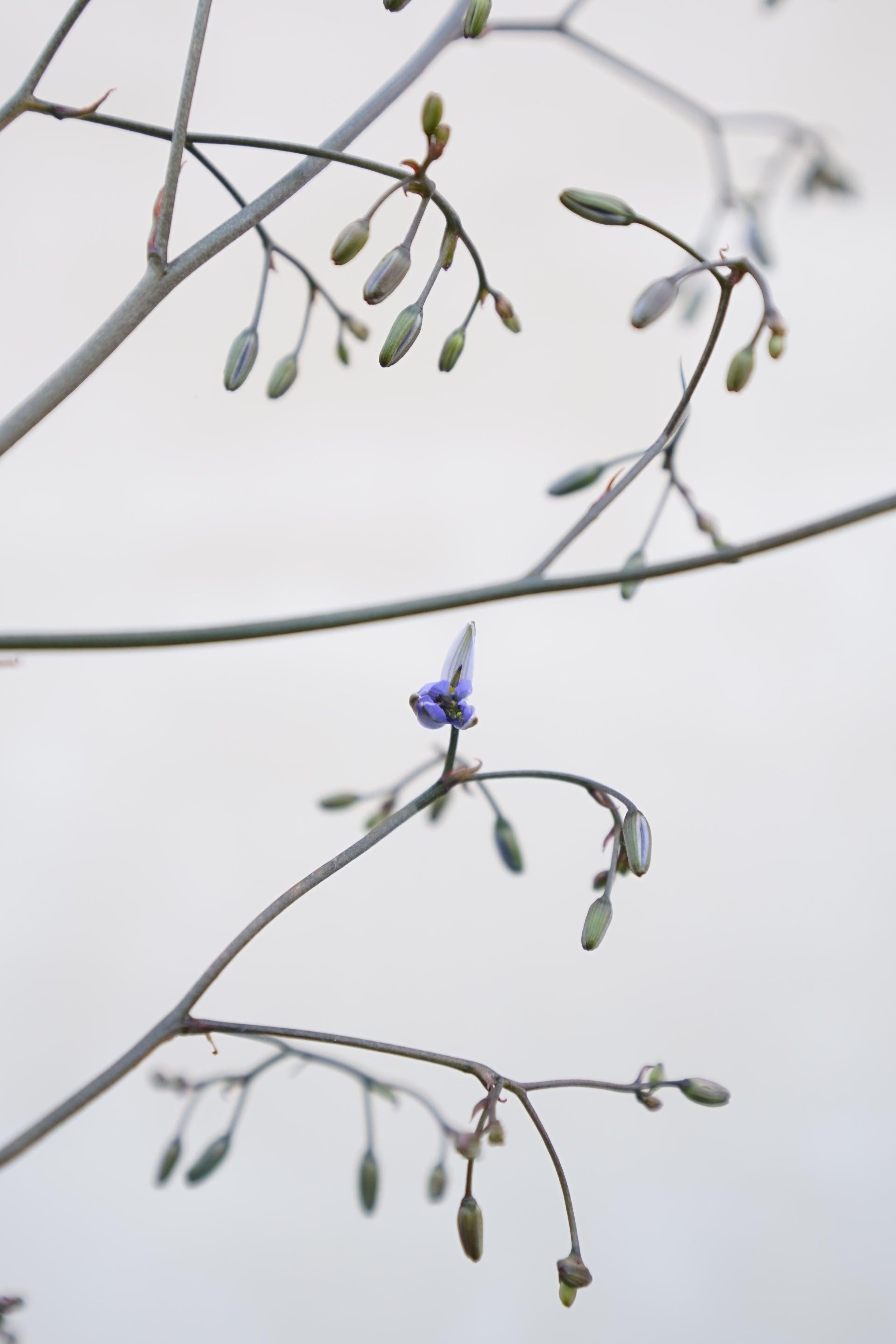 Dianella Bluestream - Ziergras - Image